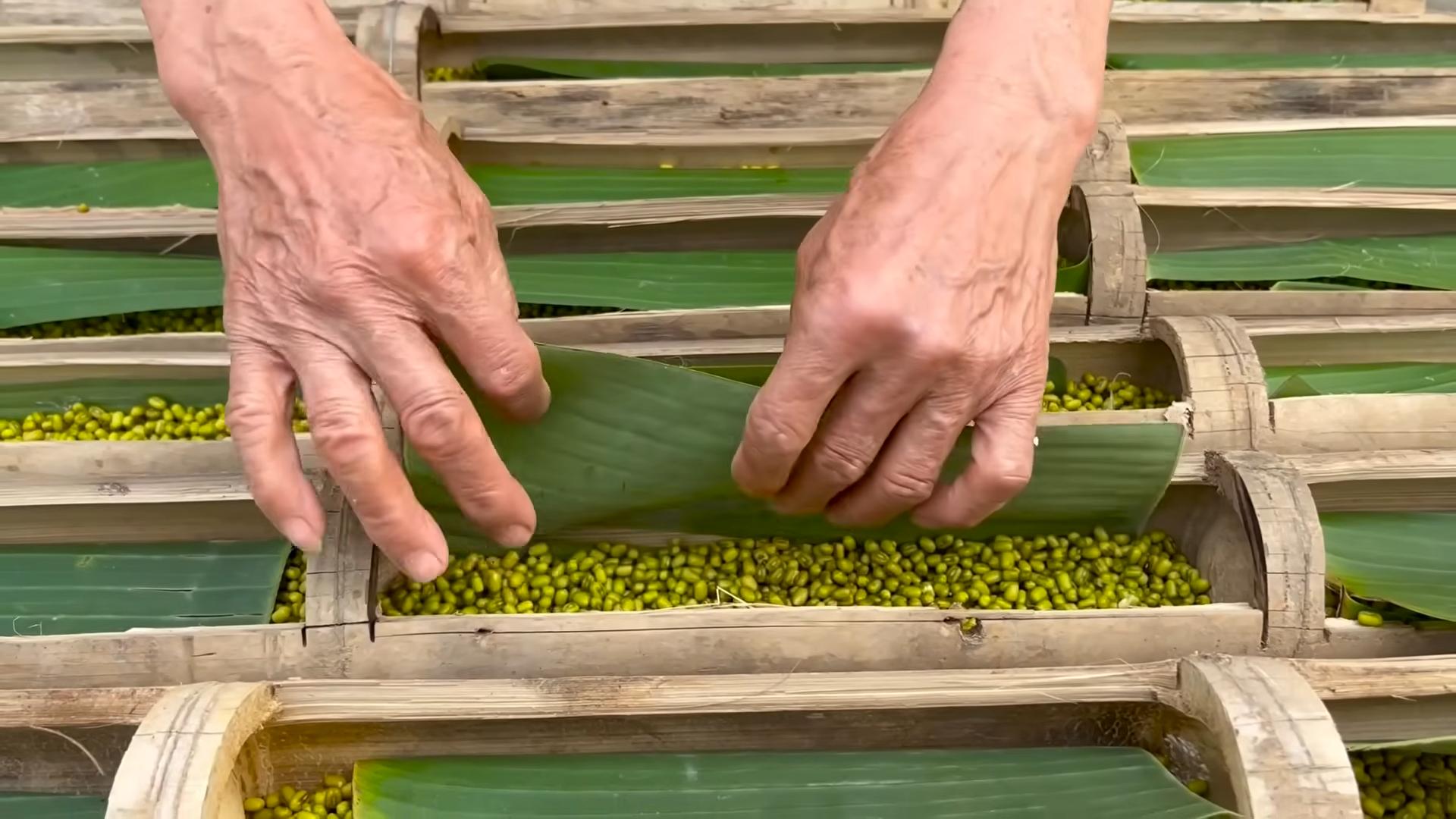 Sprouting Bean Sprouts at Home