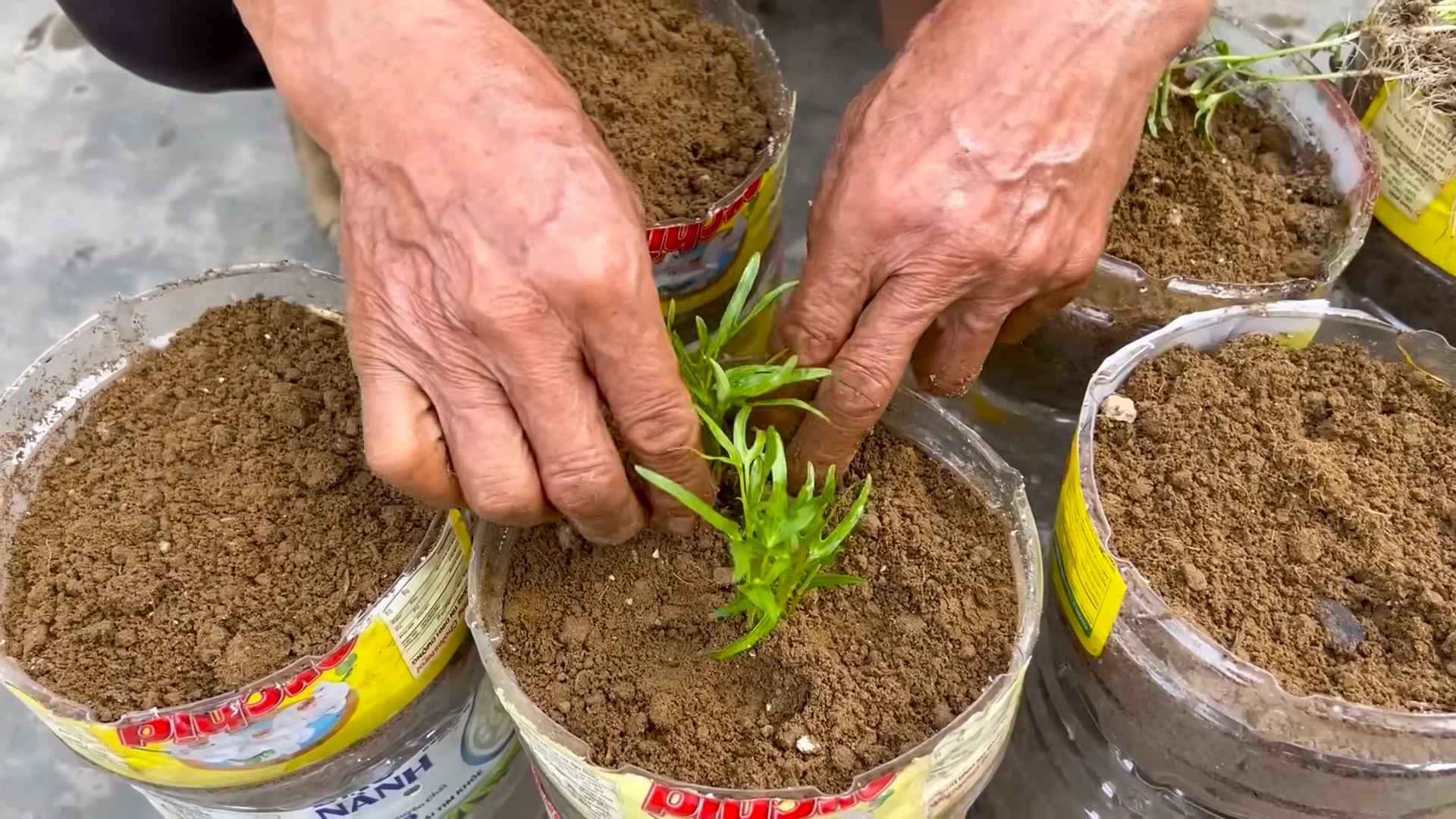 Grow Water Spinach Easily