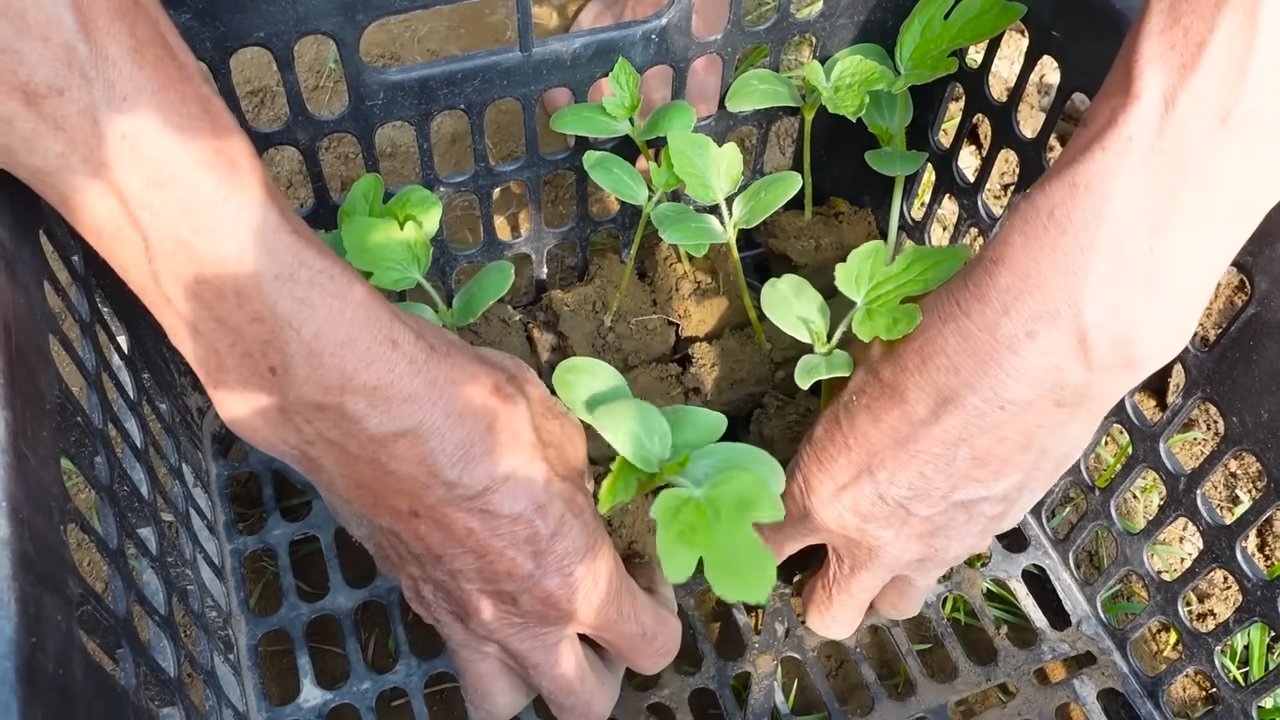 Growing Watermelon at Home
