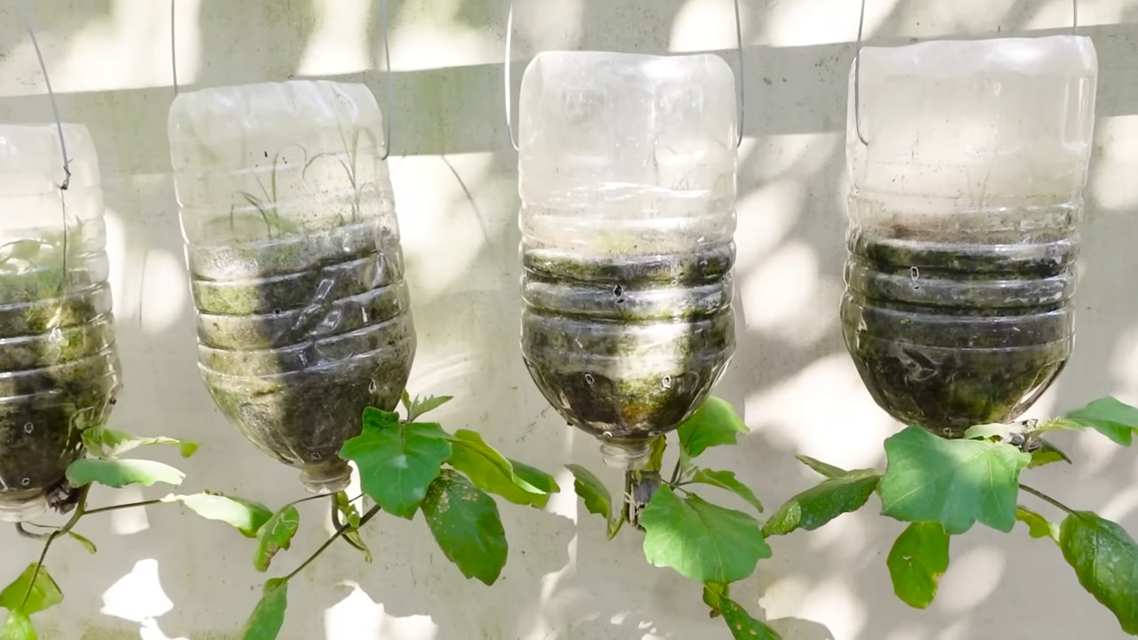 Growing Eggplants Continuously
