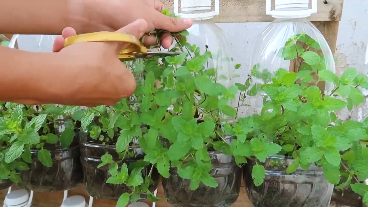 Growing mint at home