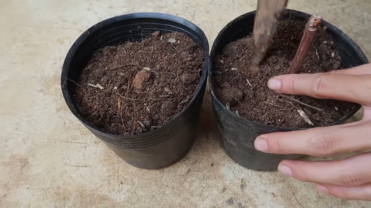Grow backyard grapes easily