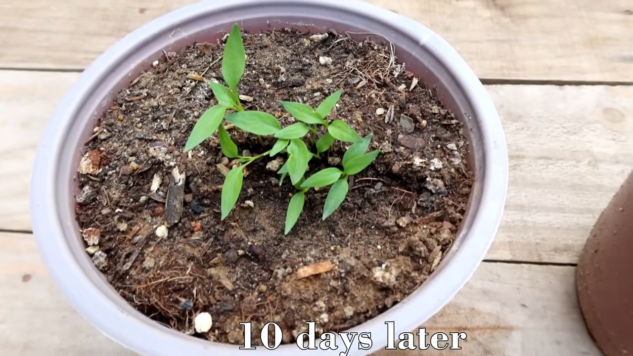Propagate chili plants easily