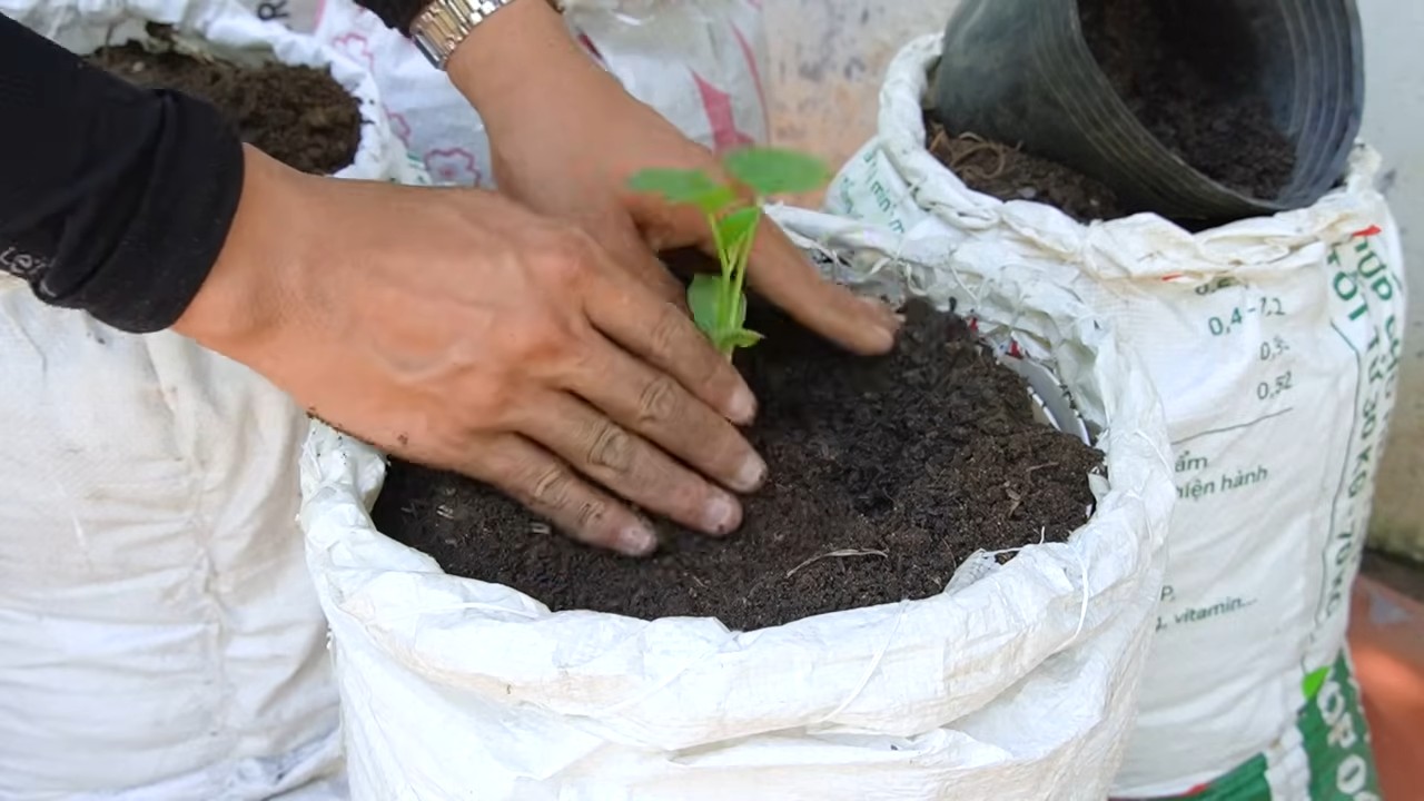 Growing Cantaloupe in Bags