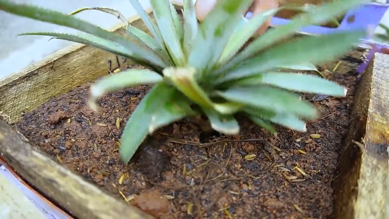 Pineapple plant terrace trick