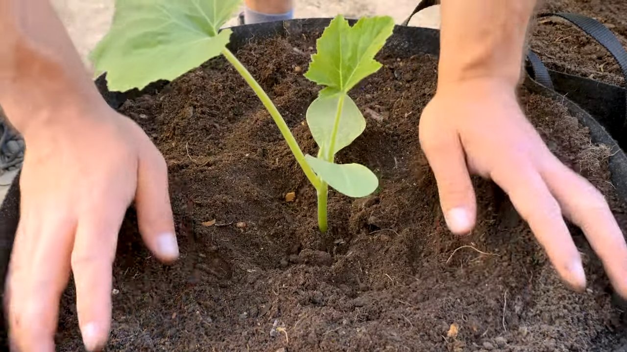 Grow Summer Squash at Home