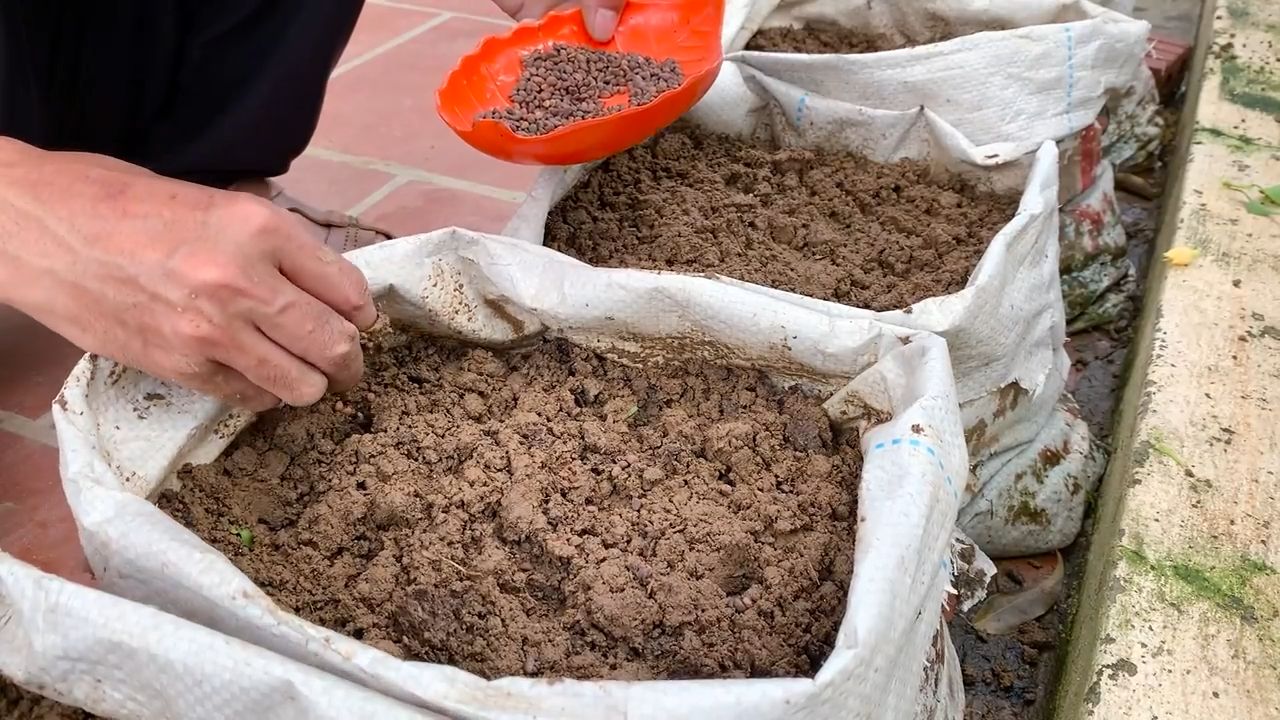 Grow Water Spinach Quickly