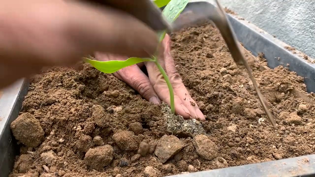 Grow Luffa Indoors