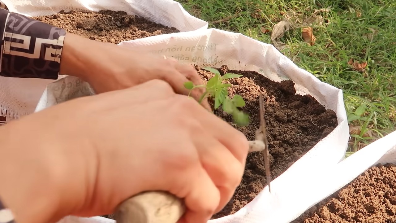 Tomato hack time money