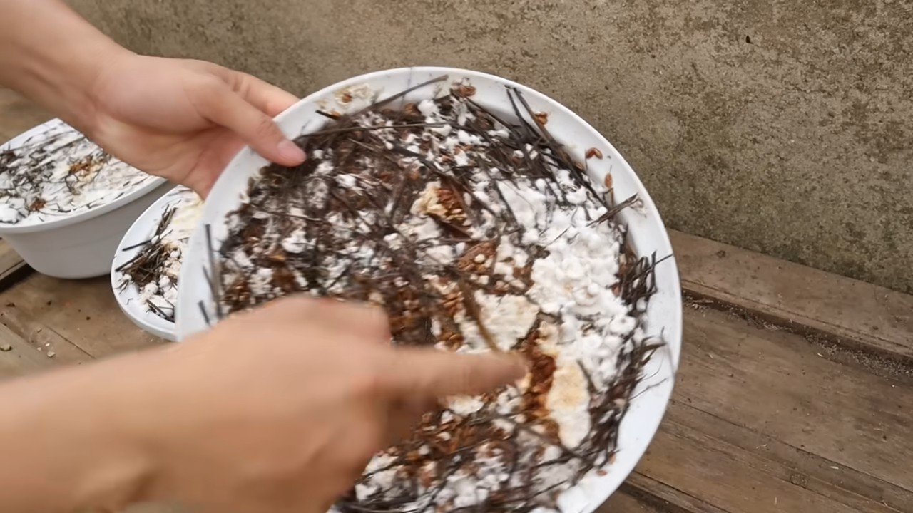 Growing mushrooms in a bowl