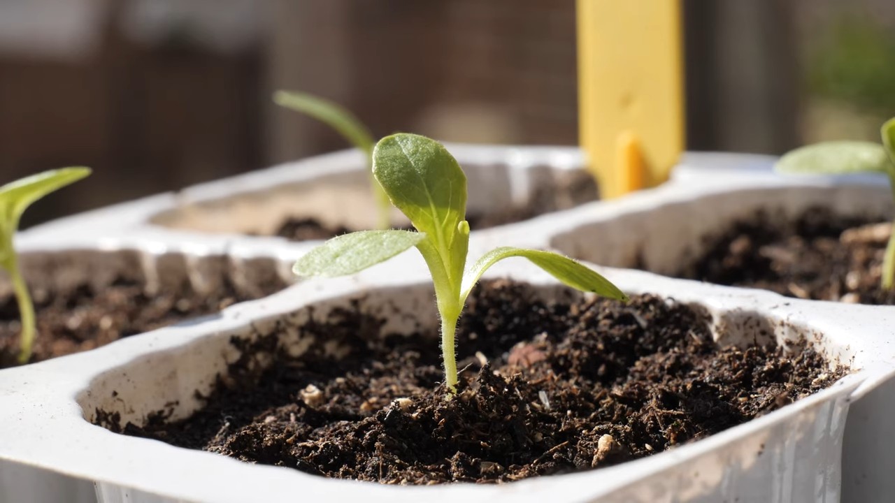 Growing romaine lettuce hydroponically