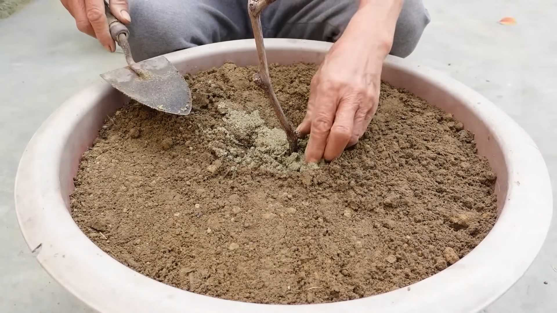 Grow Your Own Grapes