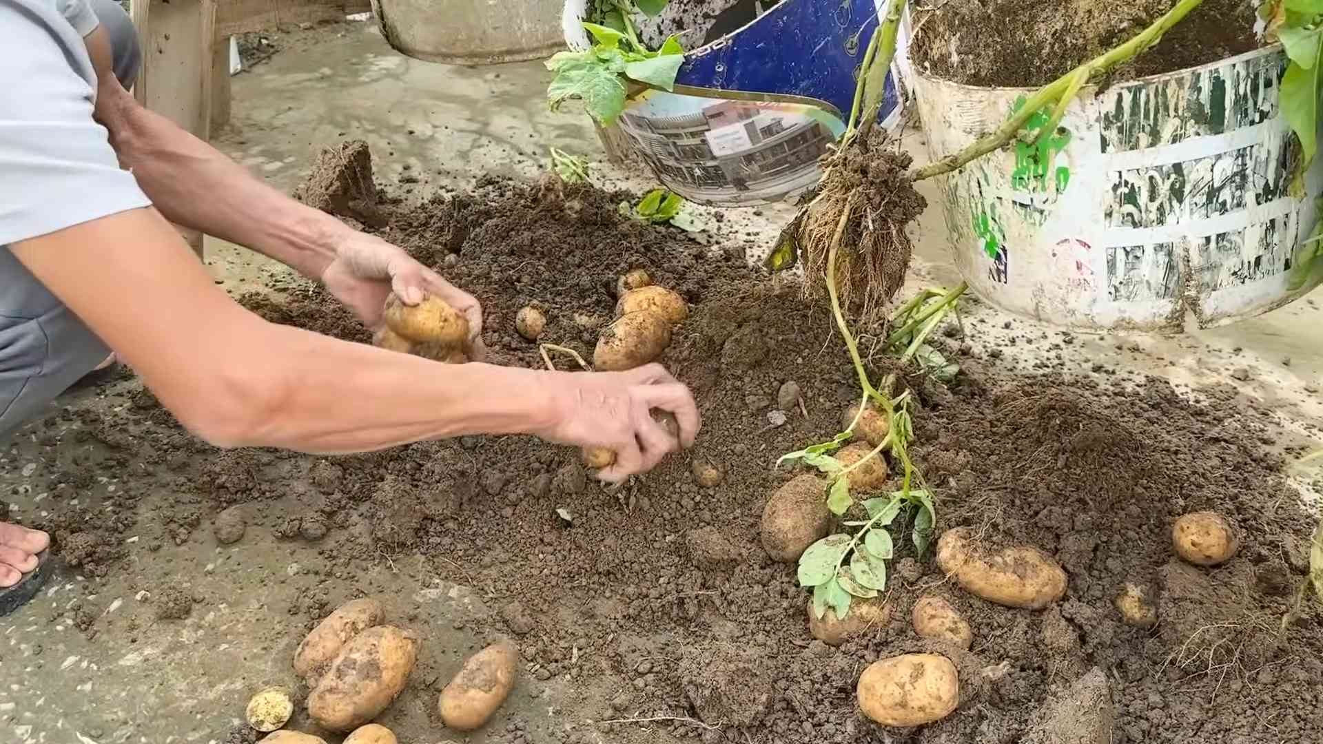 Potato growing container