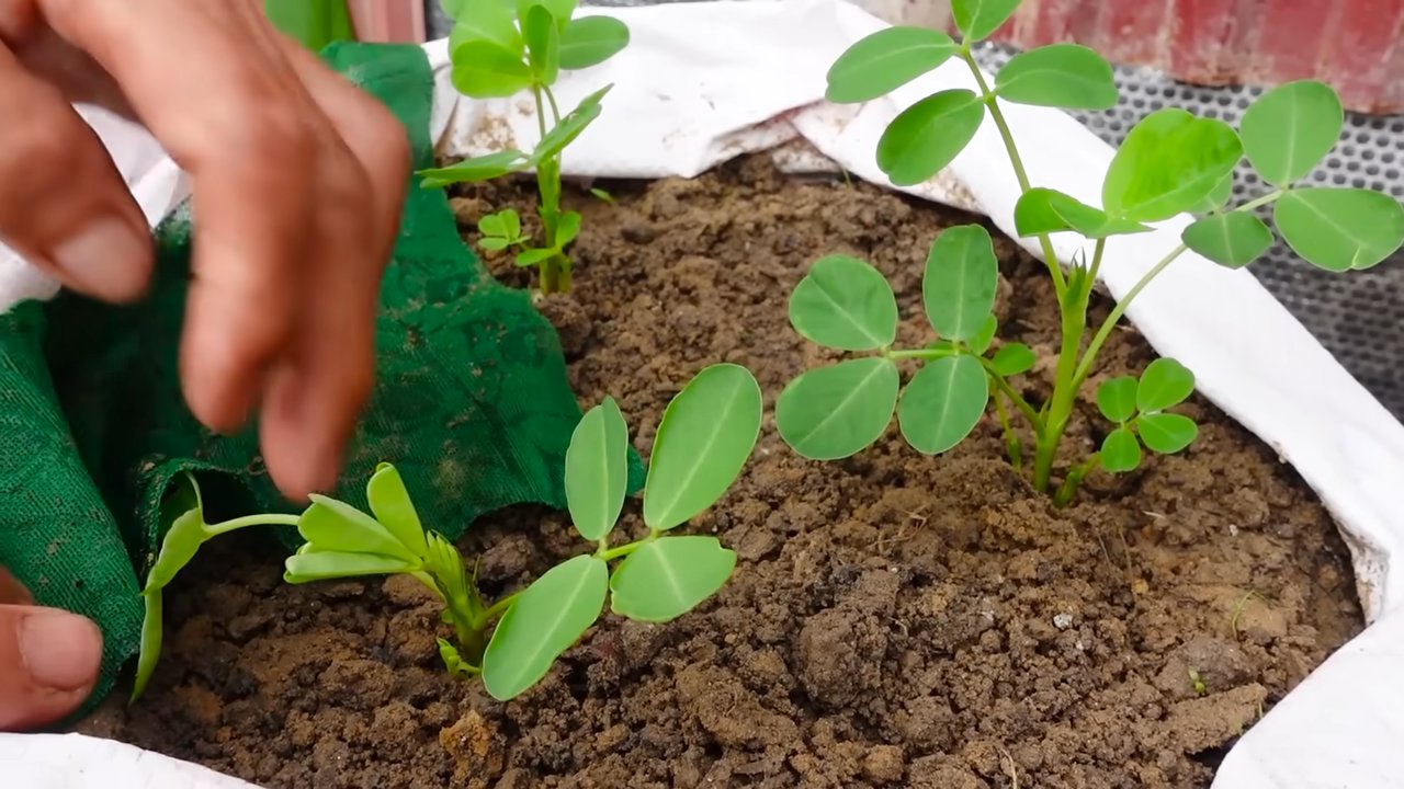Growing peanuts at home