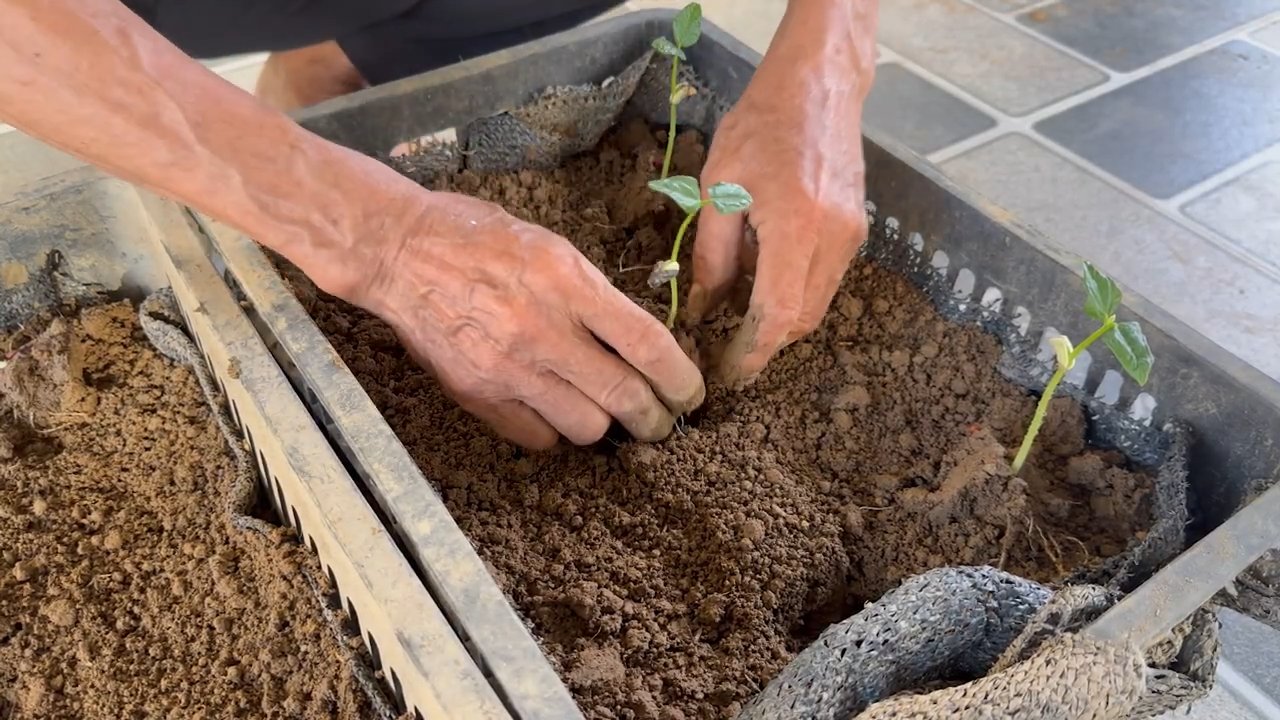 Auto Growing Cowpea Setup