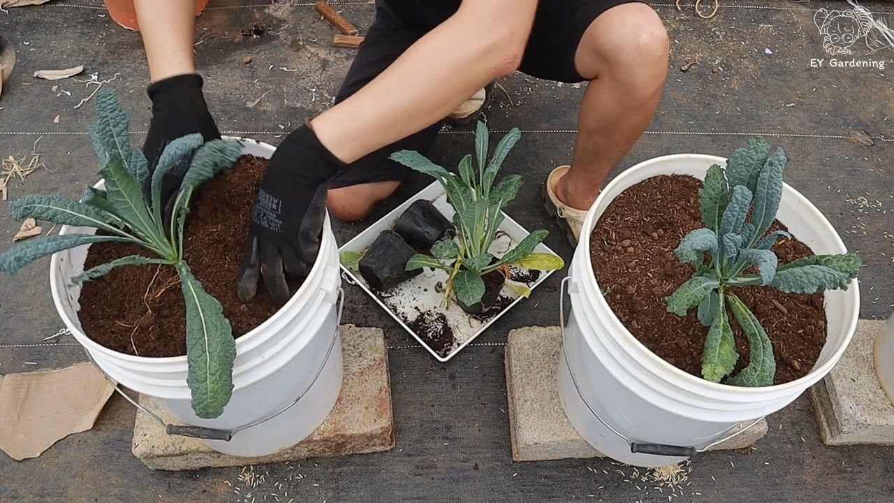 Rooftop Garden Kale Setup