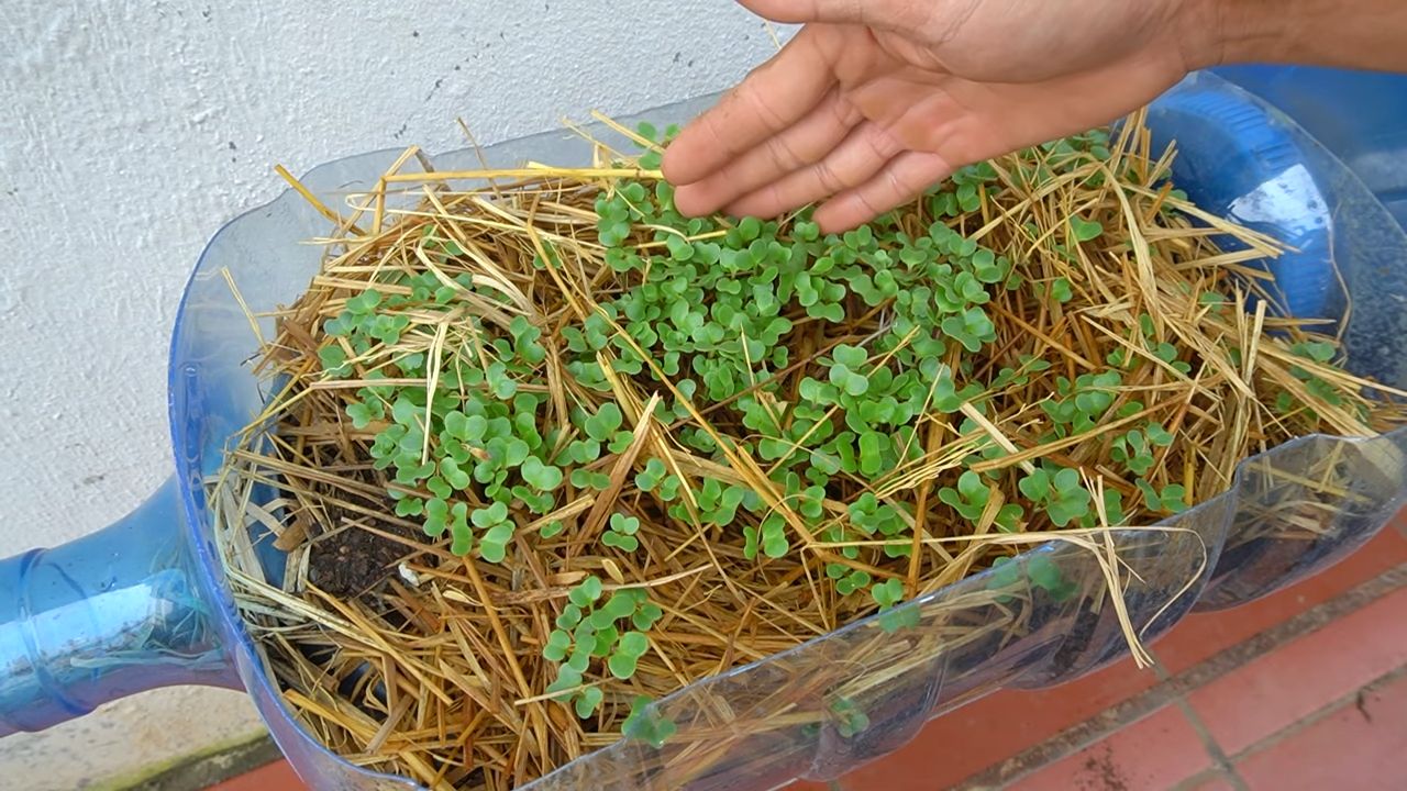 Grow collard greens easily