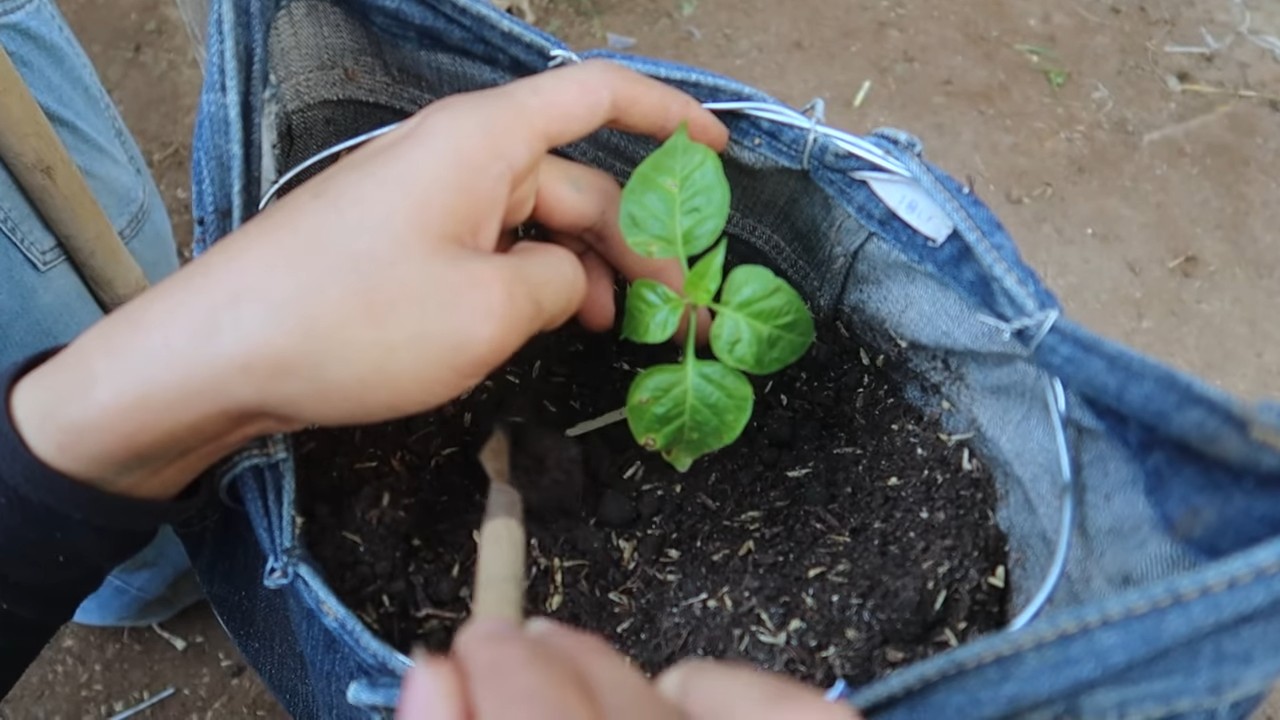 Recycled jeans pepper yield