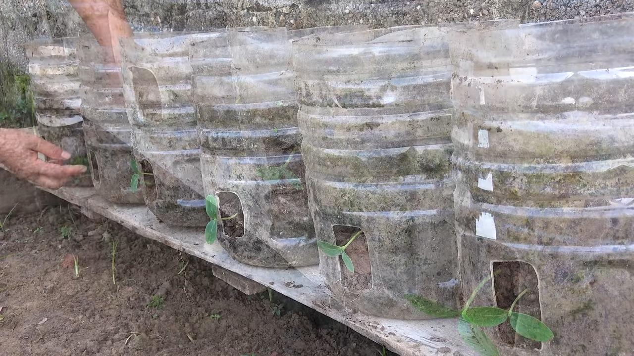 Cucumber harvest fast