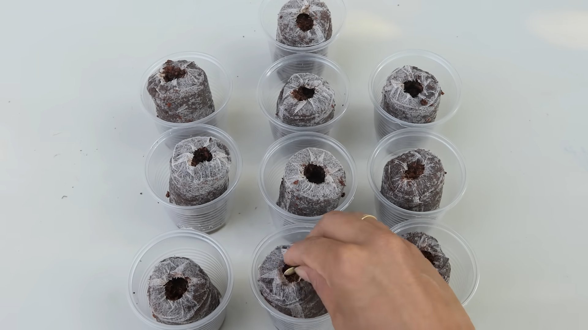 Grow Eggplants Indoors