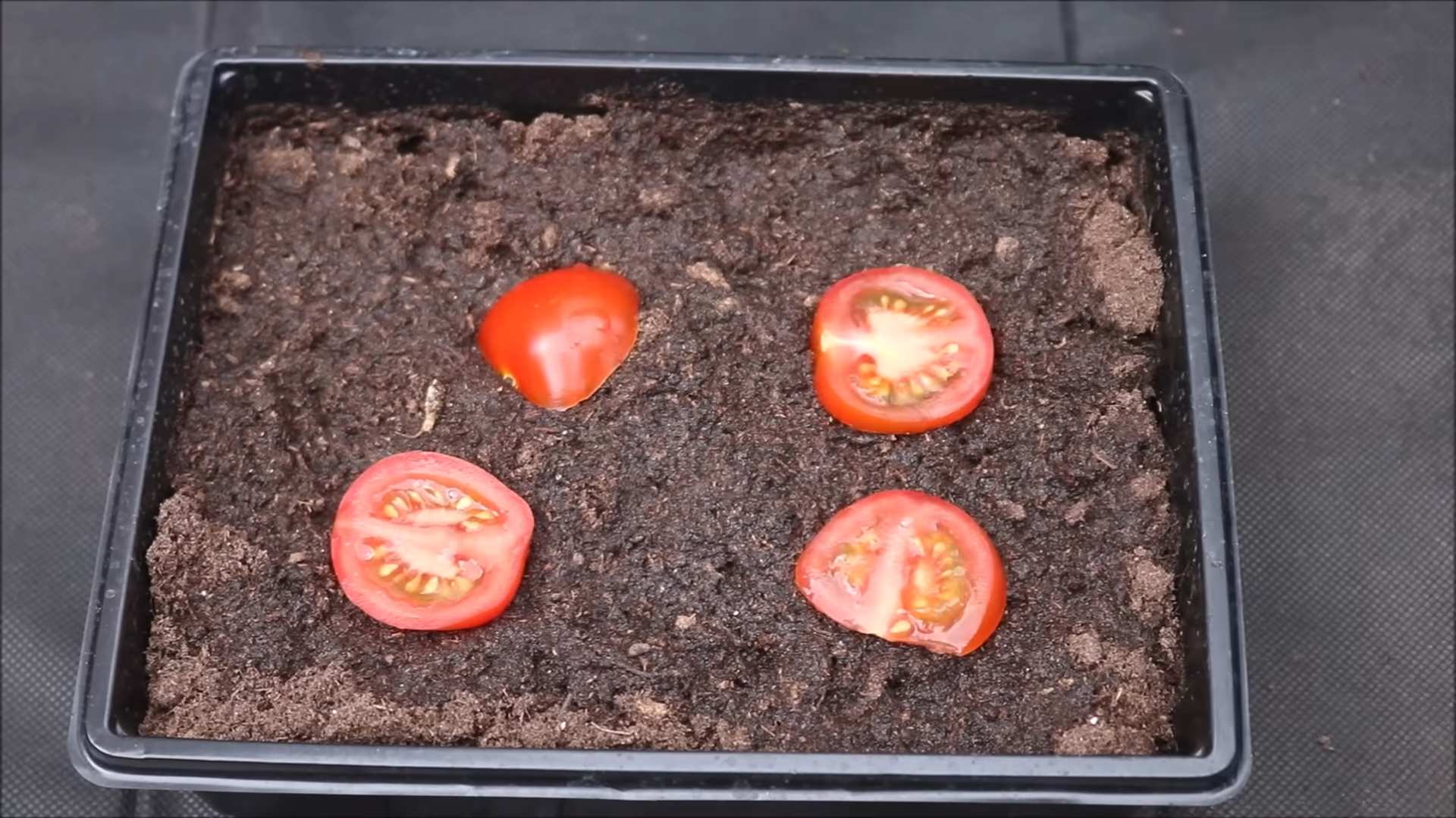 Tomato plant care