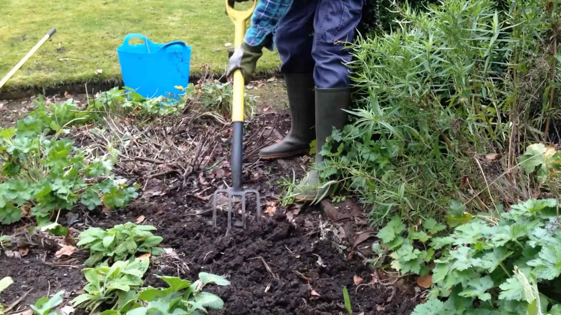 Planting Blueberries Backyard
