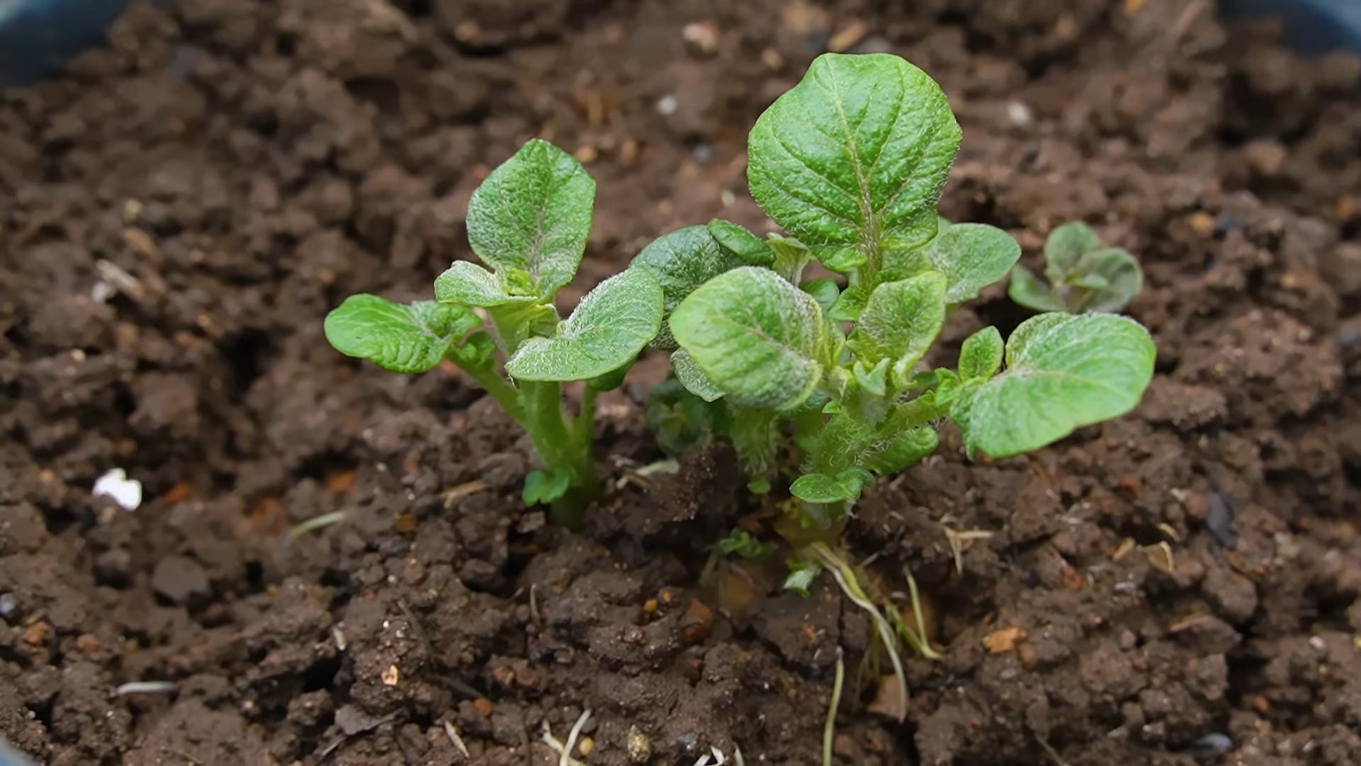 Soil Free Potato Growing