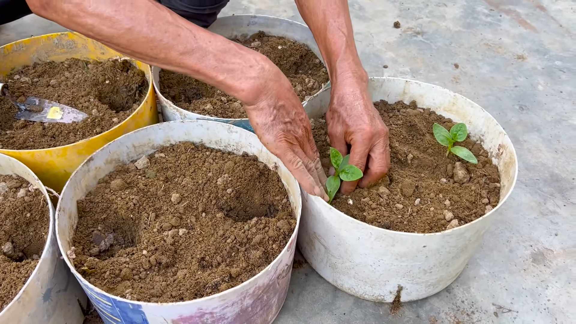 Malabar Spinach Home Growing