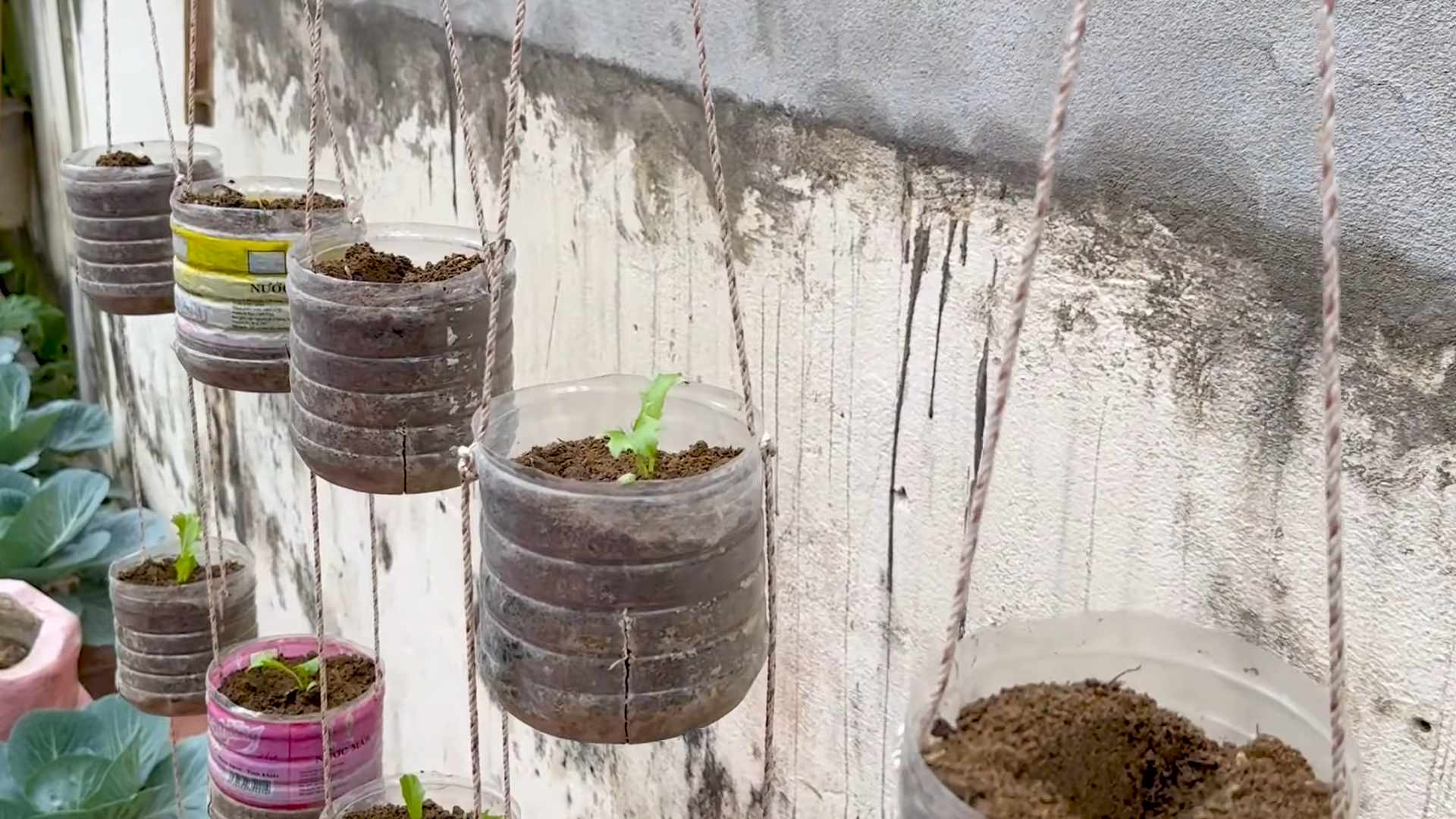 Easy Home Lettuce Growing