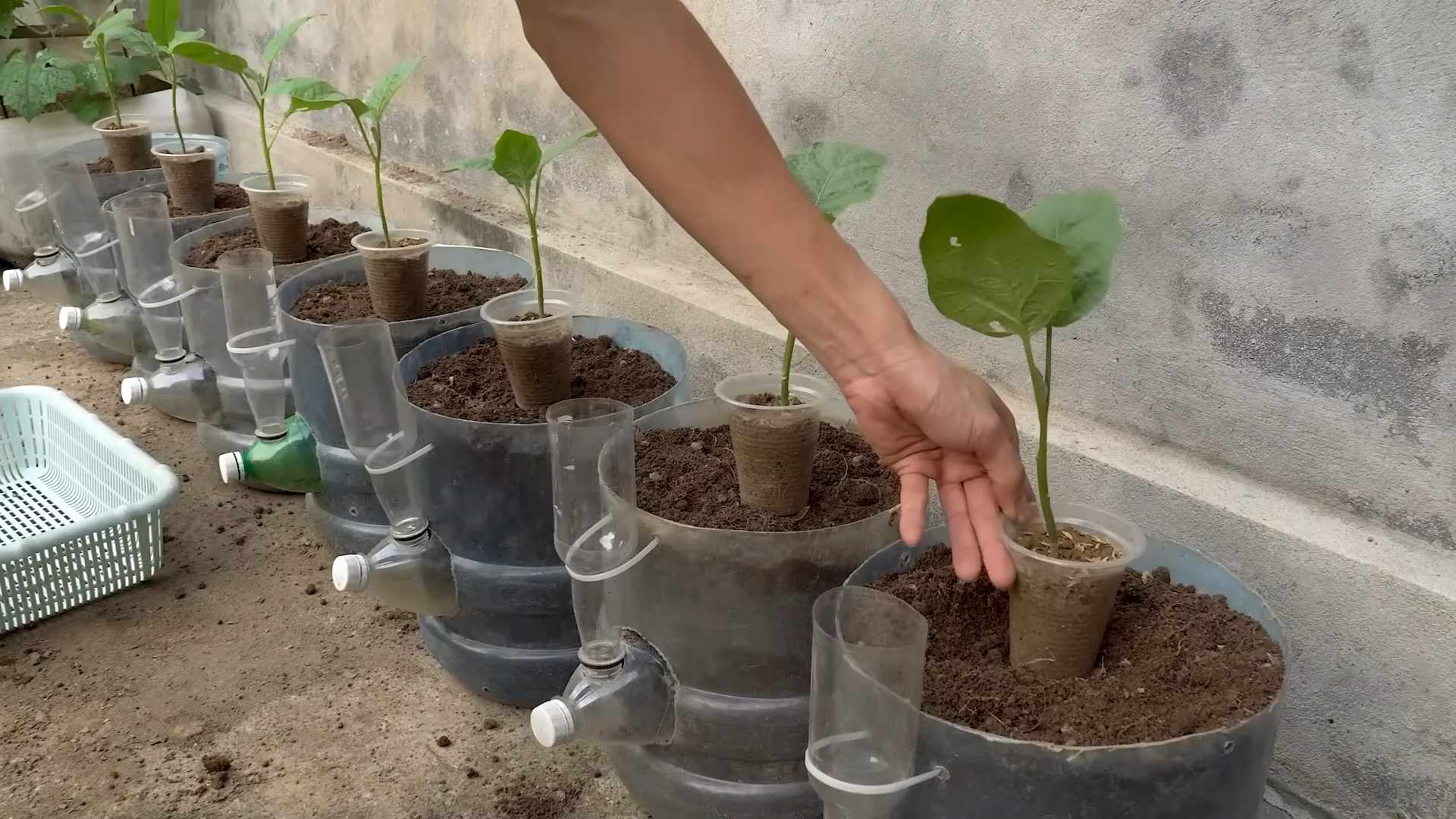 Grow Eggplants Without a Garden