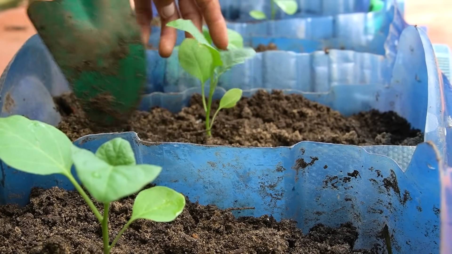 Harvesting Eggplant Easily