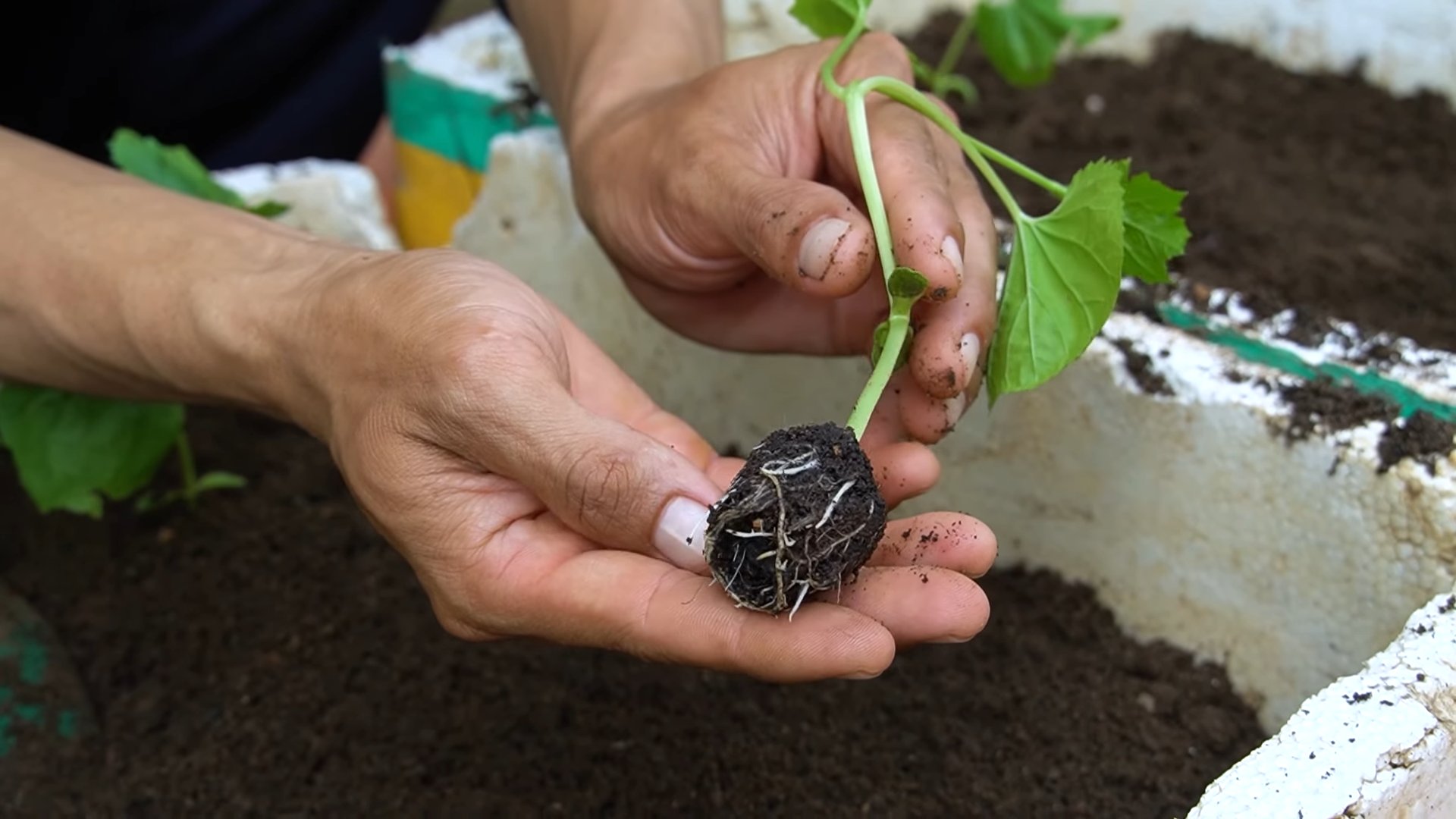 Bitter Gourd Growing Success