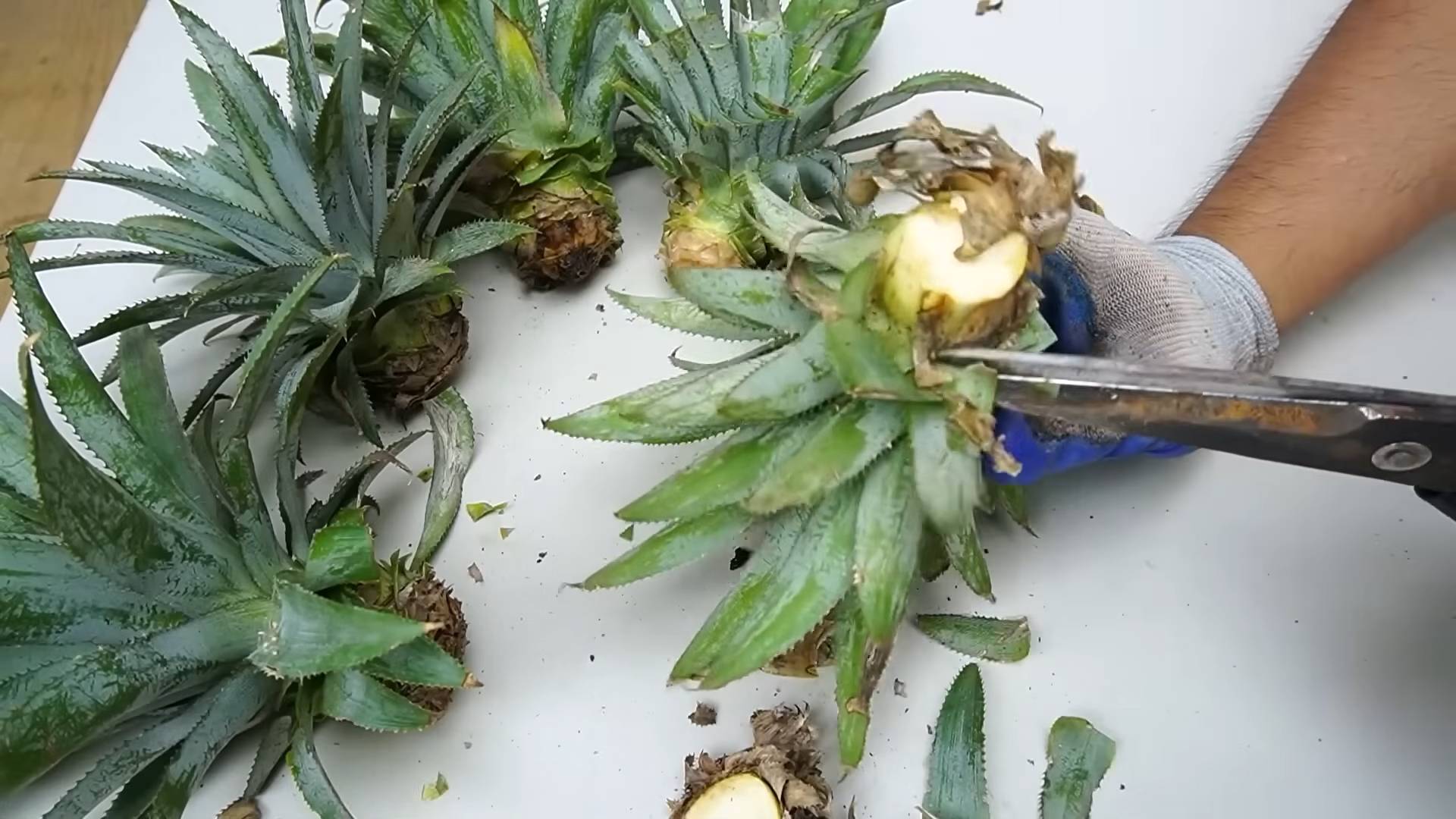 Regrow Pineapple at Home
