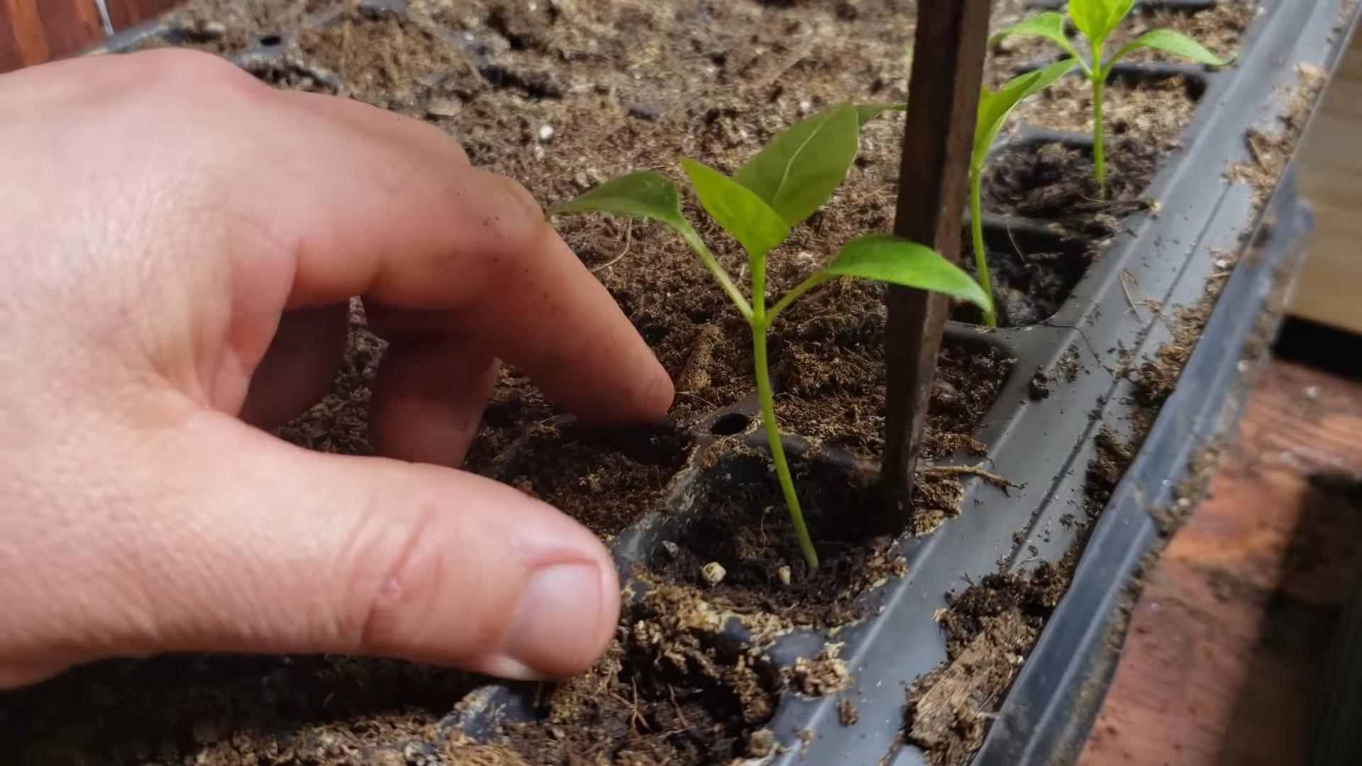 Harvesting Peppers Small Spaces