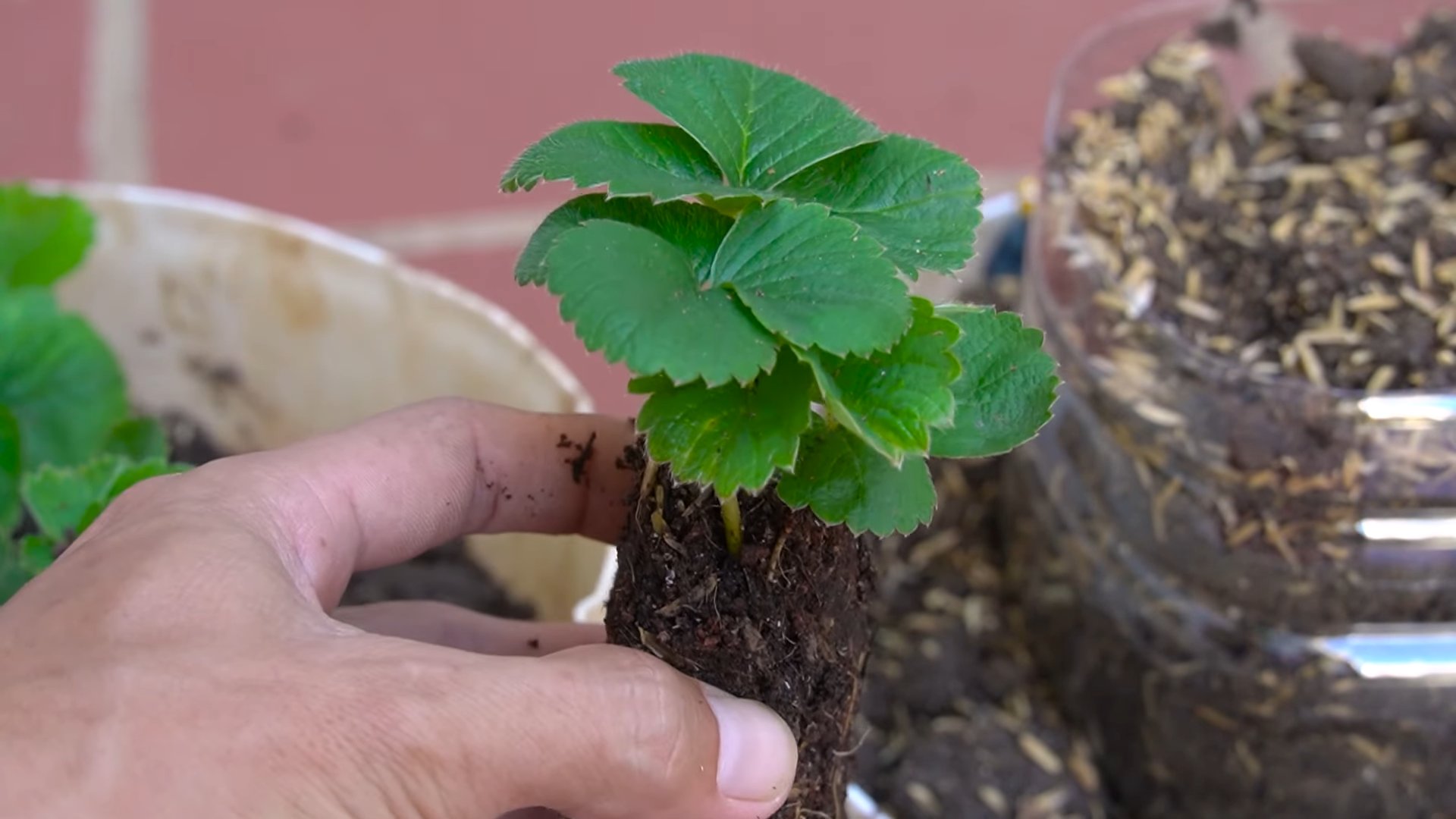 Everbearing Strawberries Growing Tips
