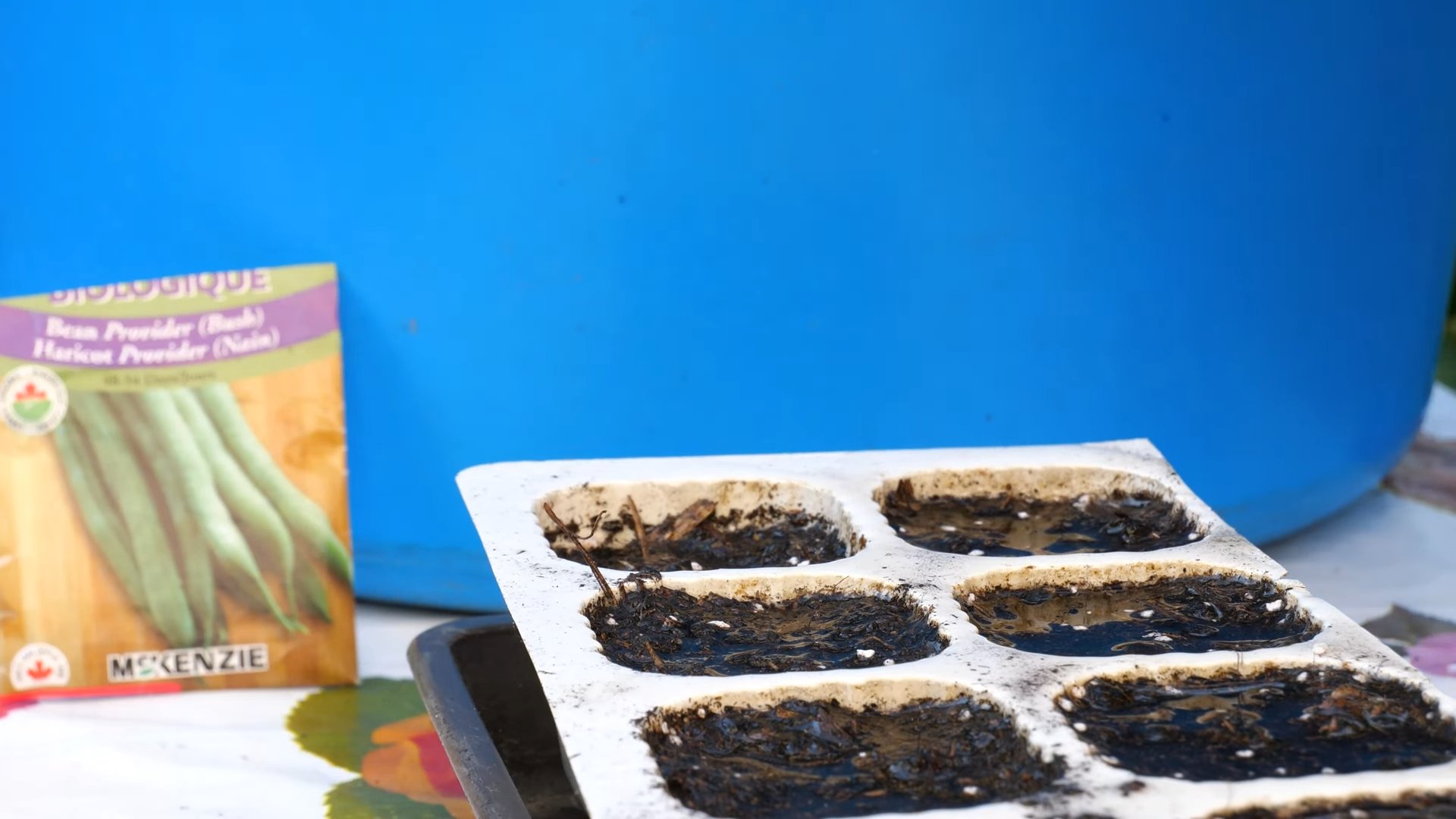 Grow Green Beans Small Space