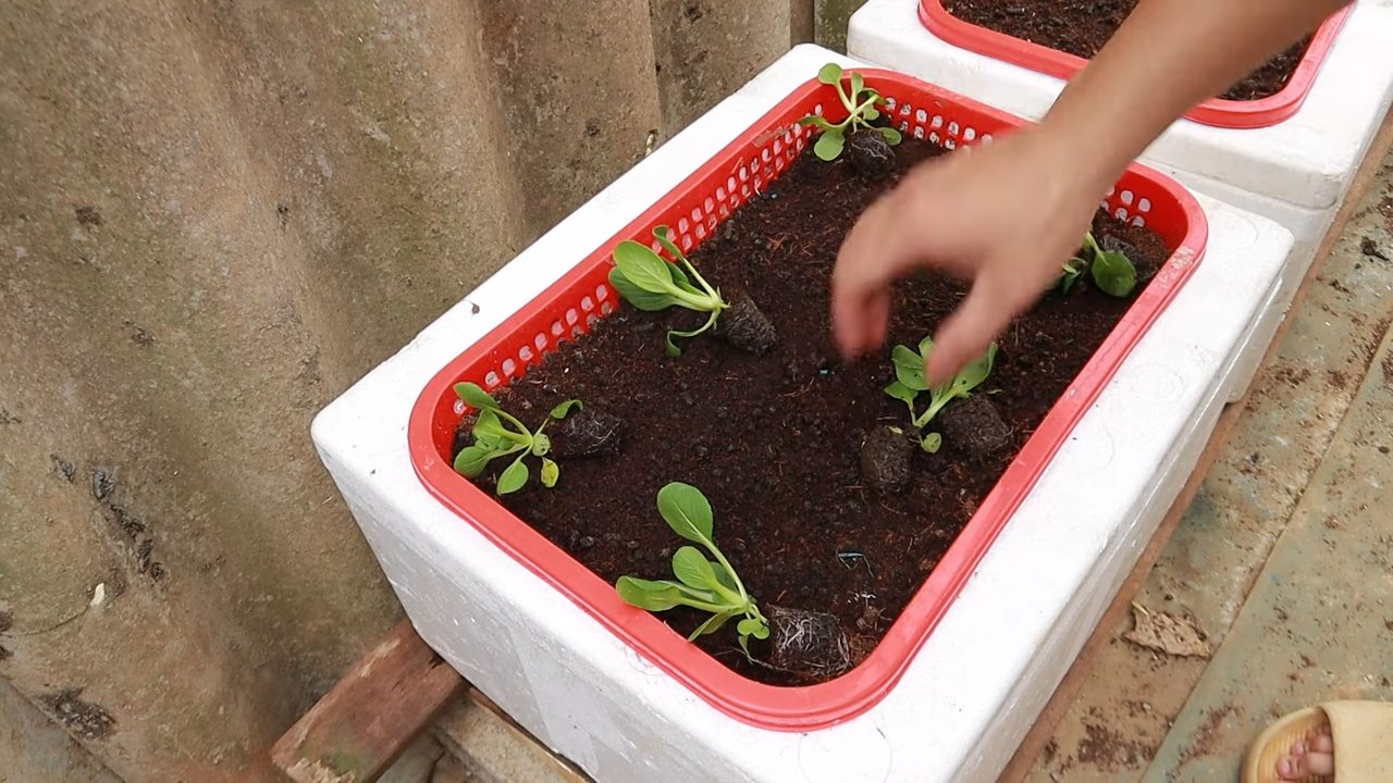 Growing Bok Choy Indoors
