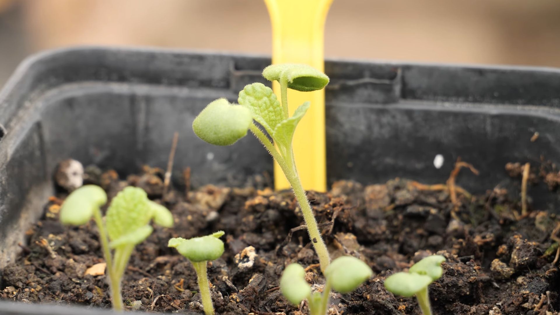 Grow Kitchen Sage