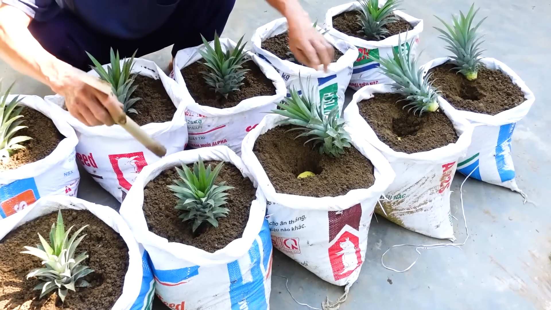 Plant Pineapple at Home