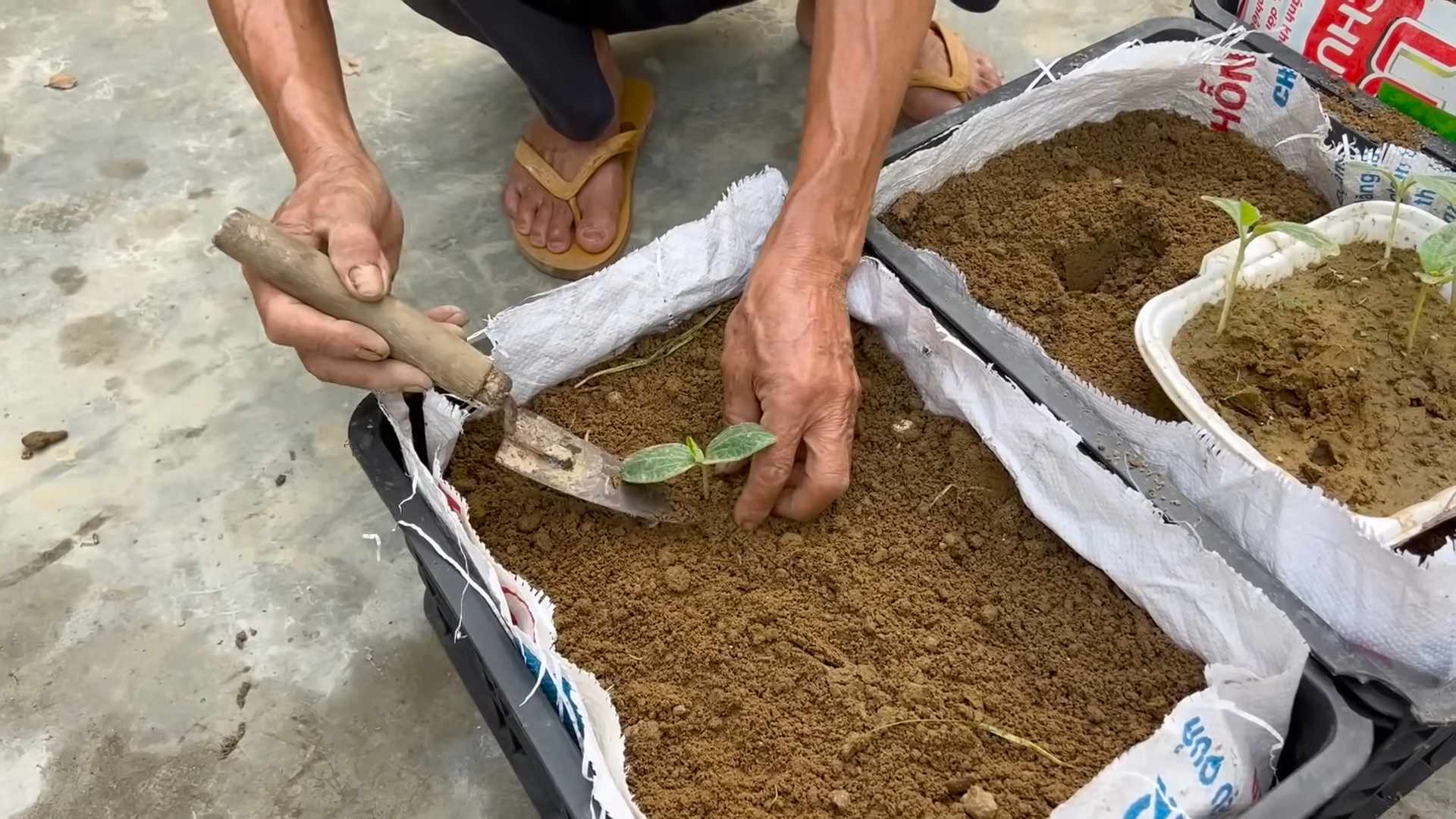 Continuous Pumpkin Harvest