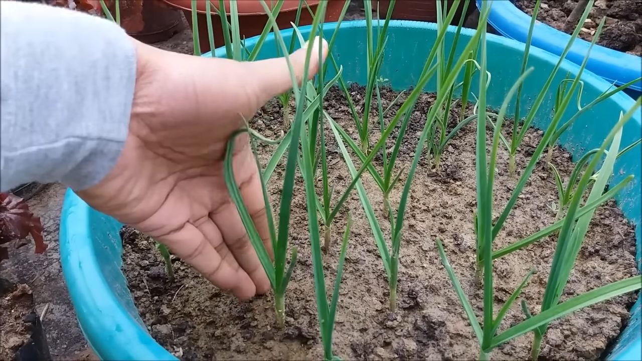 Garlic Growing Tips