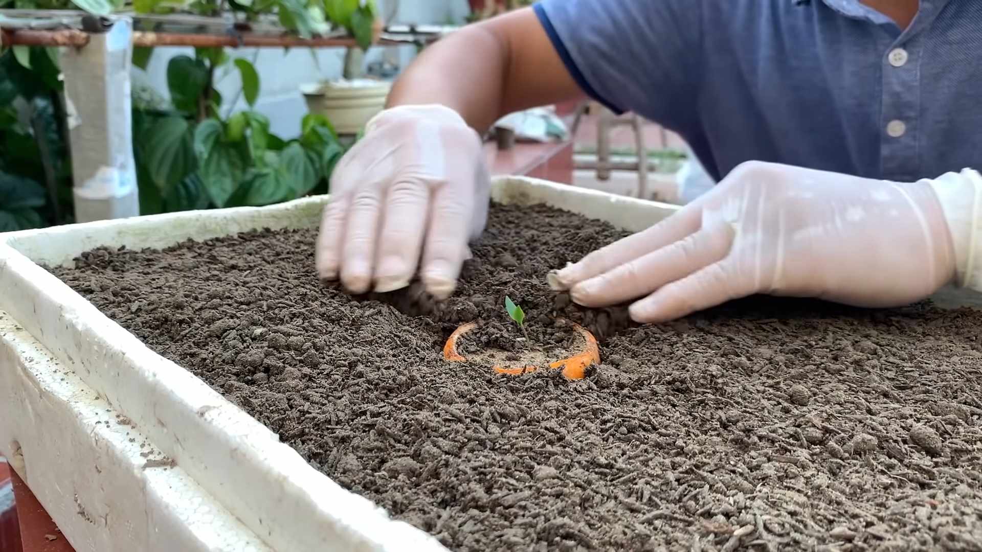 Growing Chili Peppers
