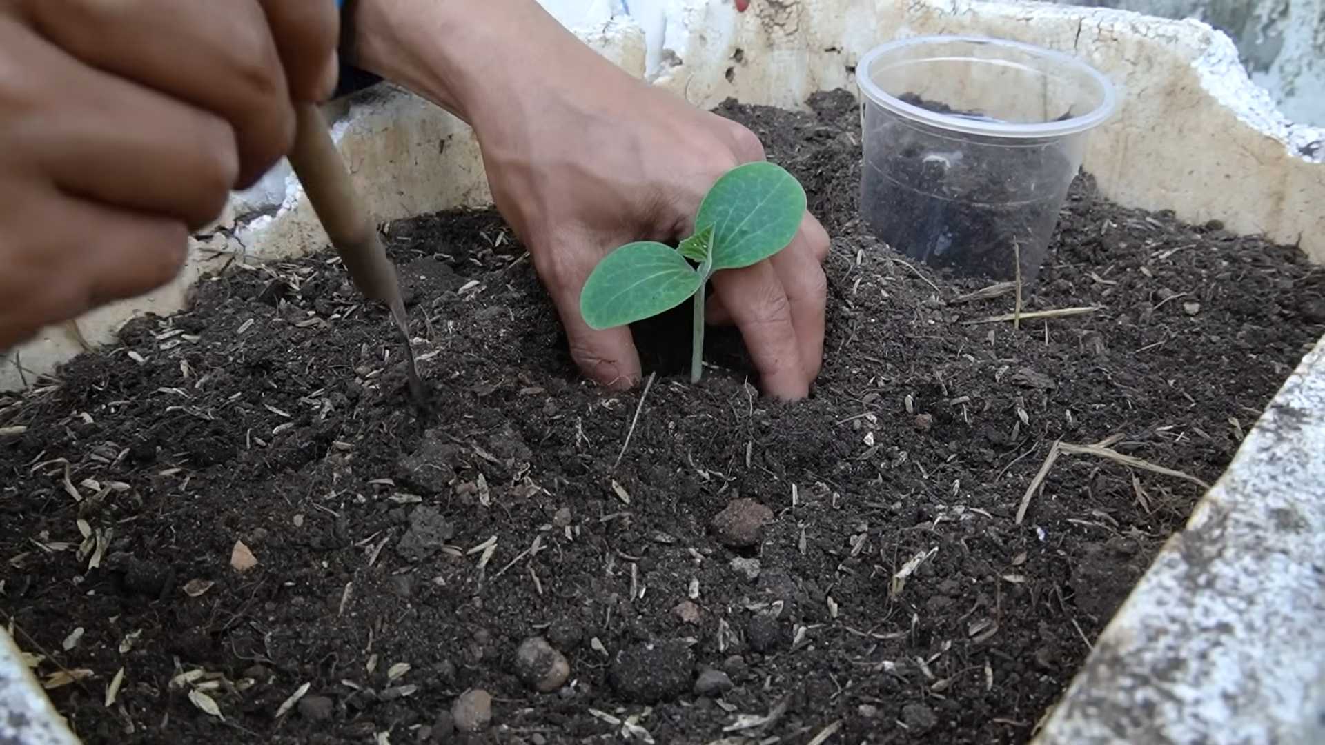Bigger Pumpkin Yields