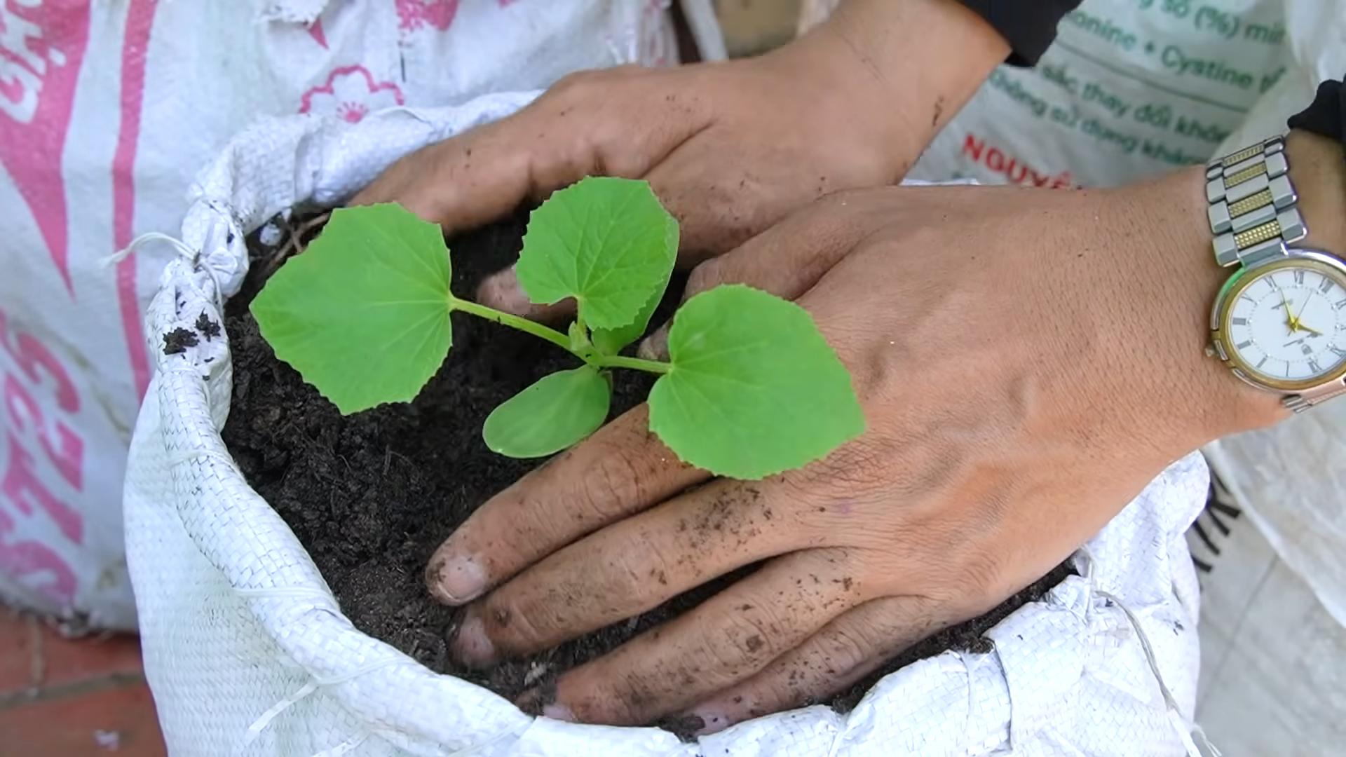 Cantaloupe growing bag tip