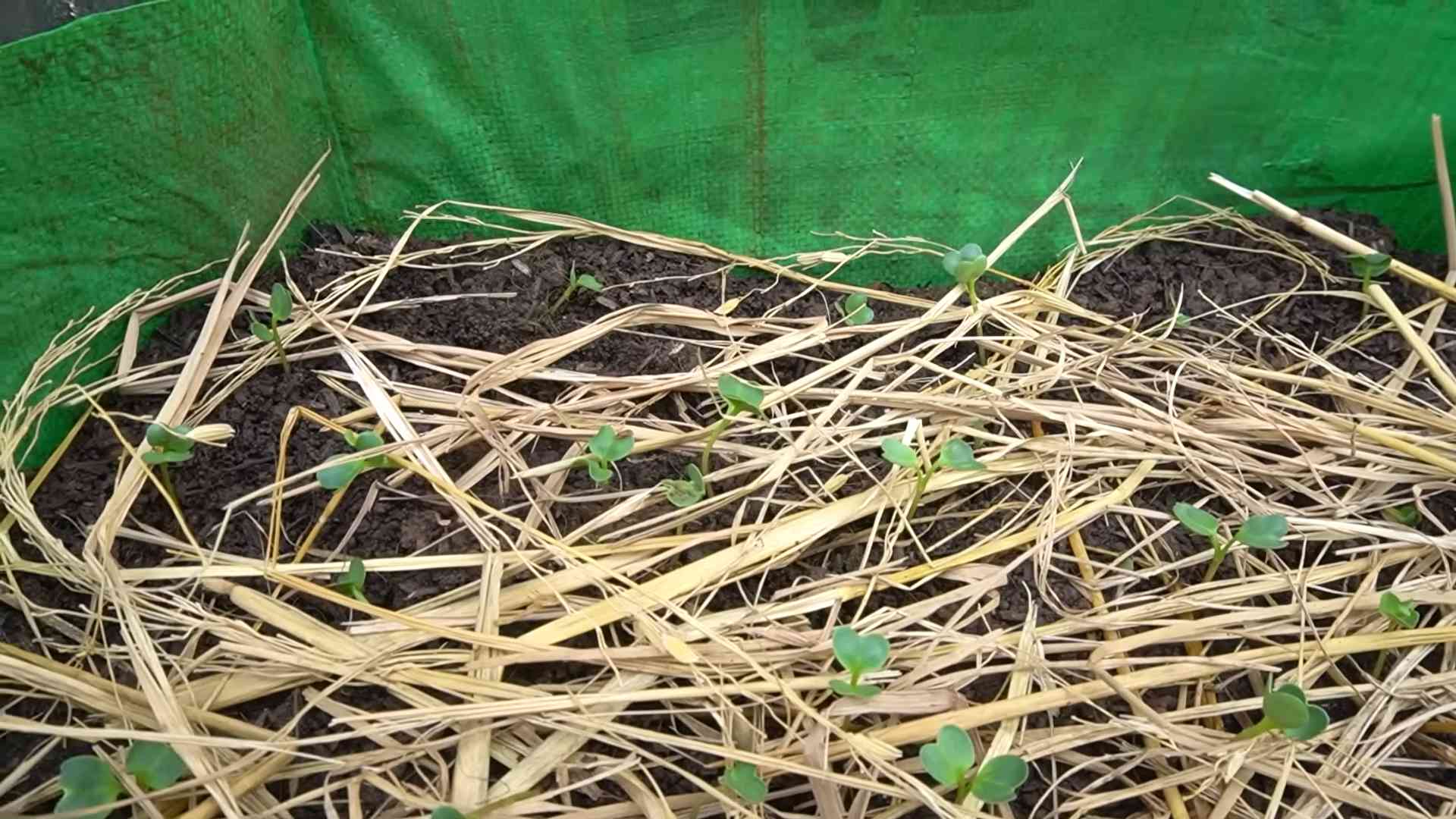 Grow Radishes Faster