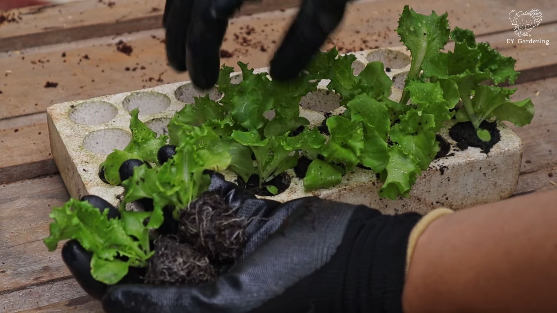 Growing Lettuce Without a Garden