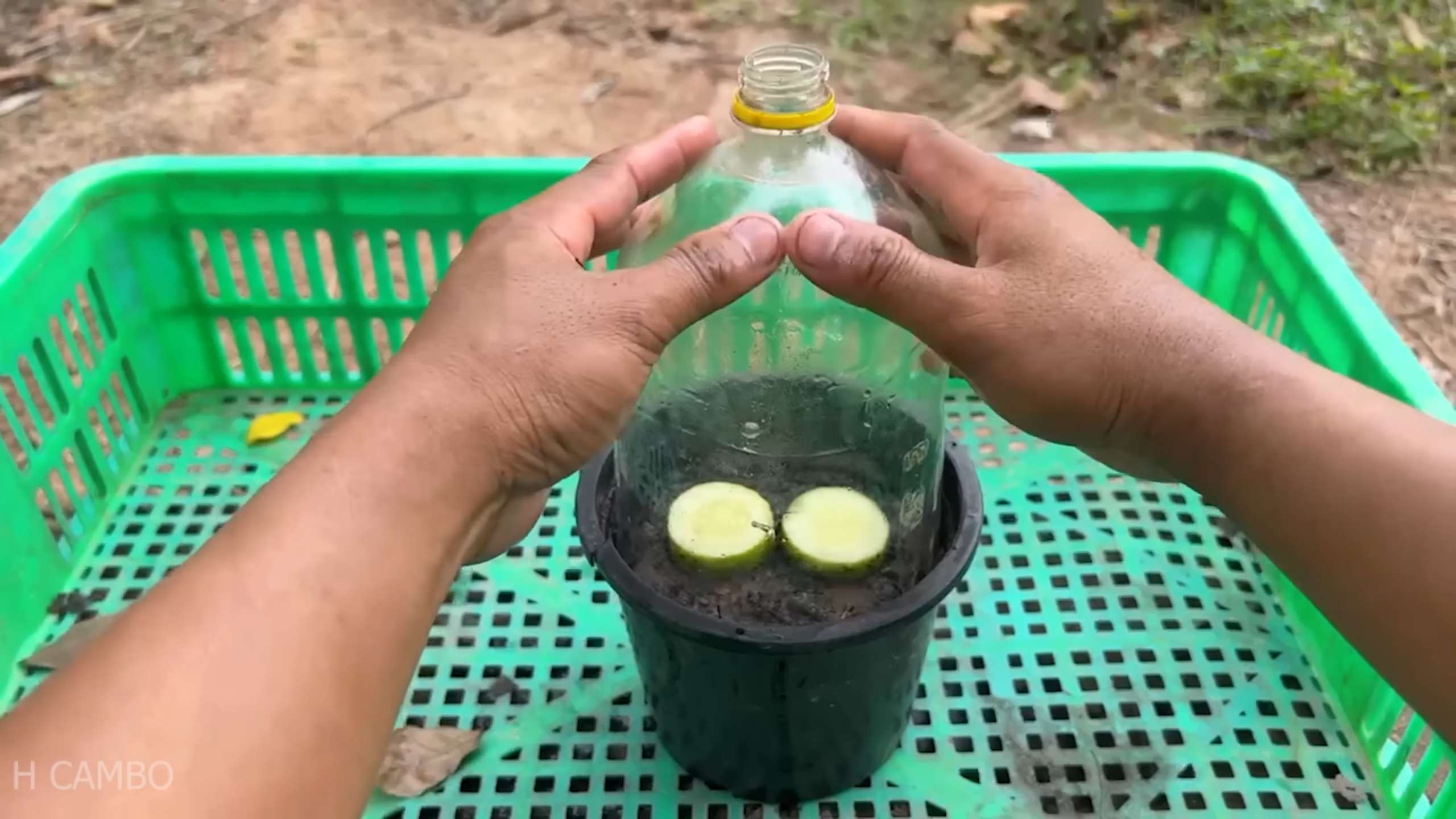 Container Cucumber Gardening