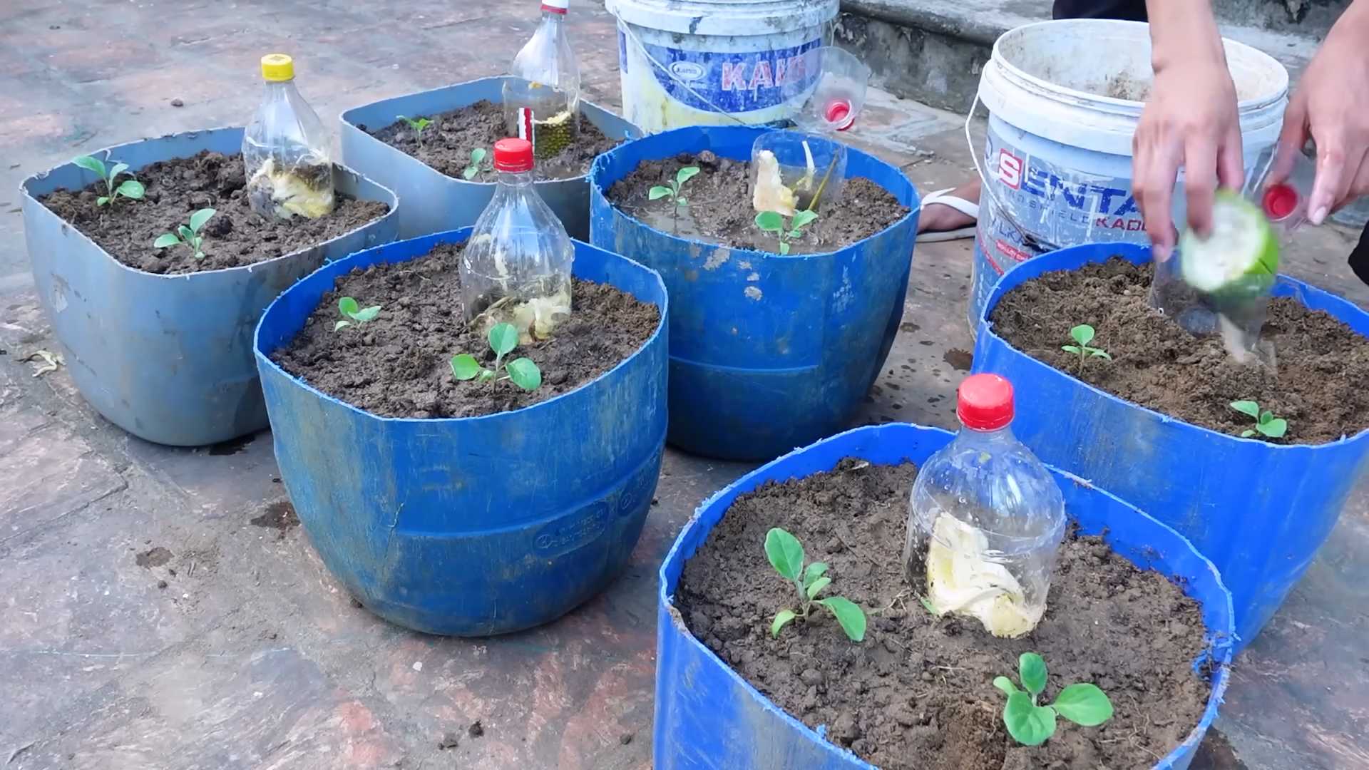 Grow Eggplants Indoors