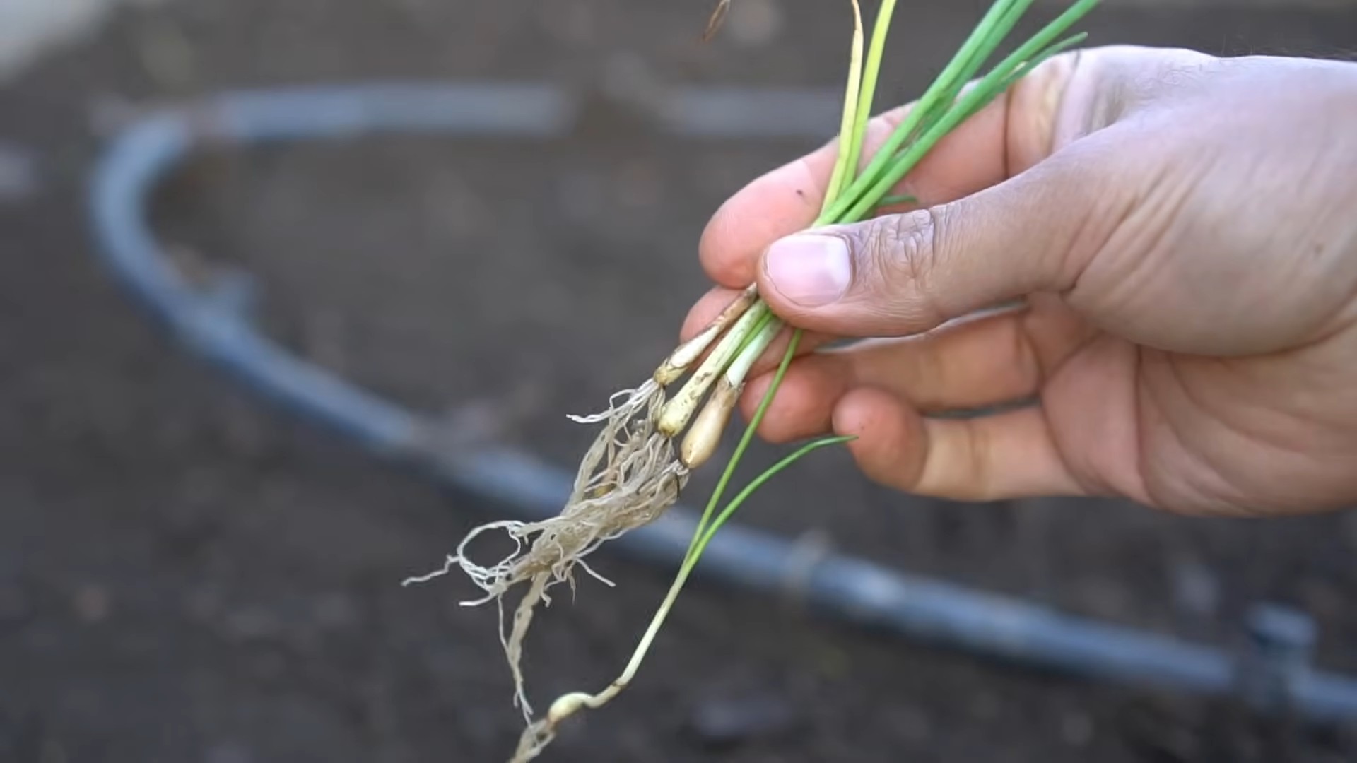 Planting Onions Home Garden