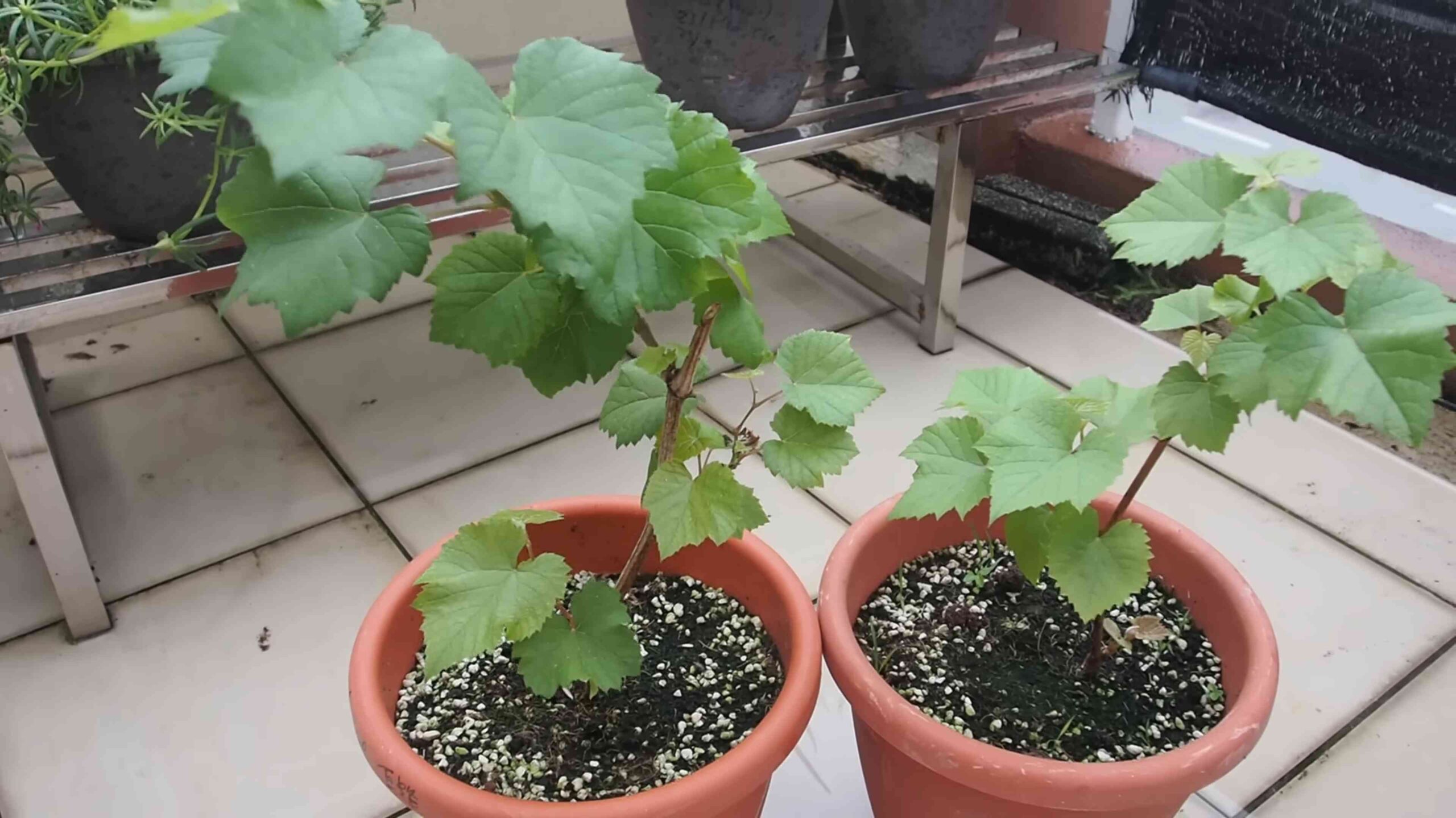 Juicy grapes growing tips